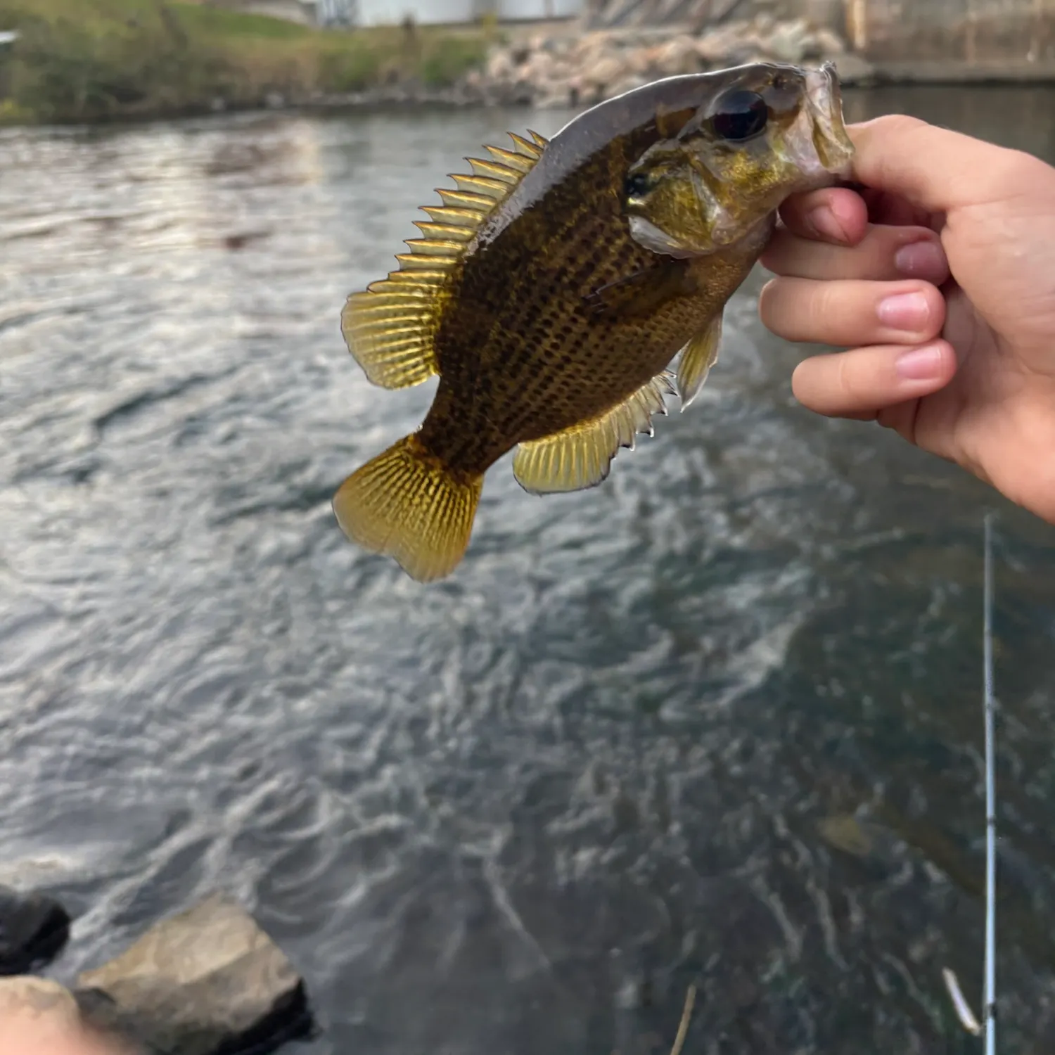 Rock bass caught on Fishbrain