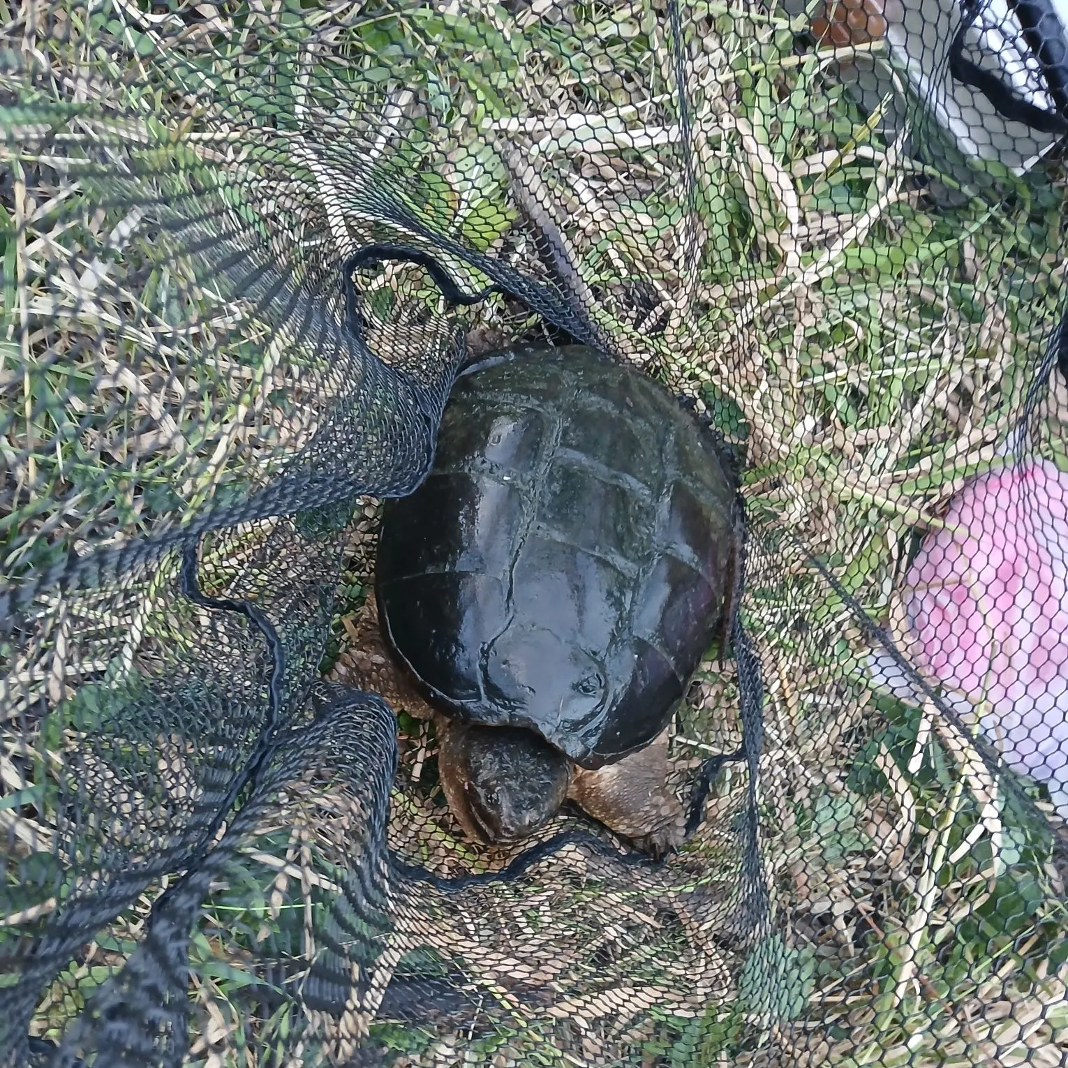 Common snapping turtle caught on Fishbrain