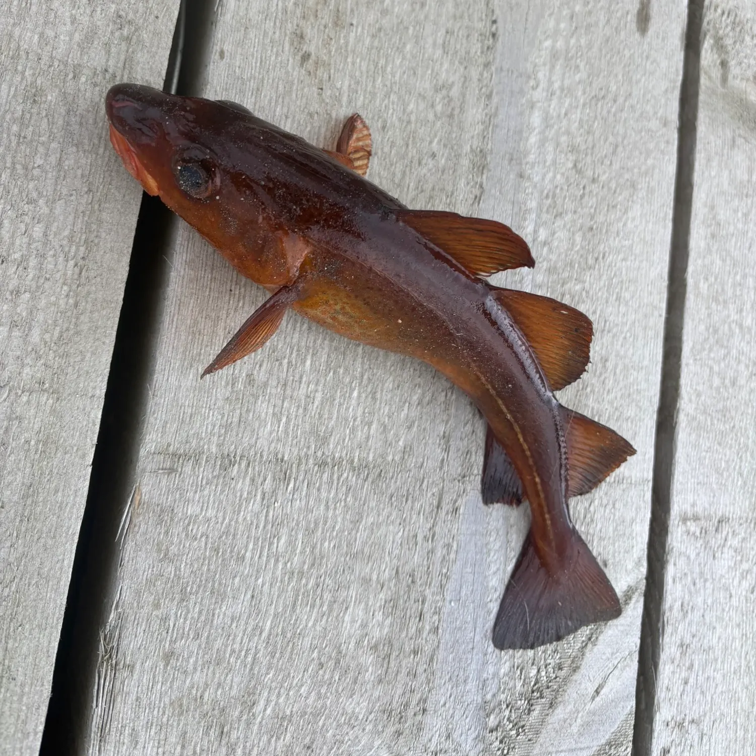 Atlantic cod caught on Fishbrain