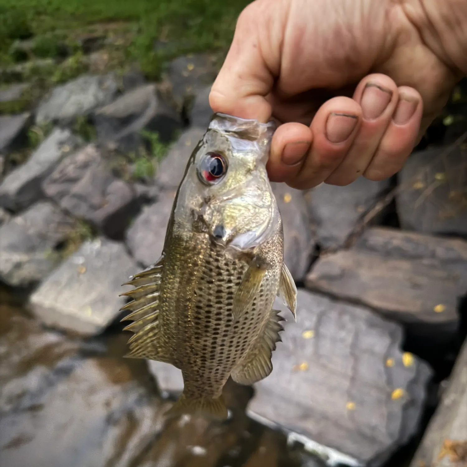 Rock bass caught on Fishbrain