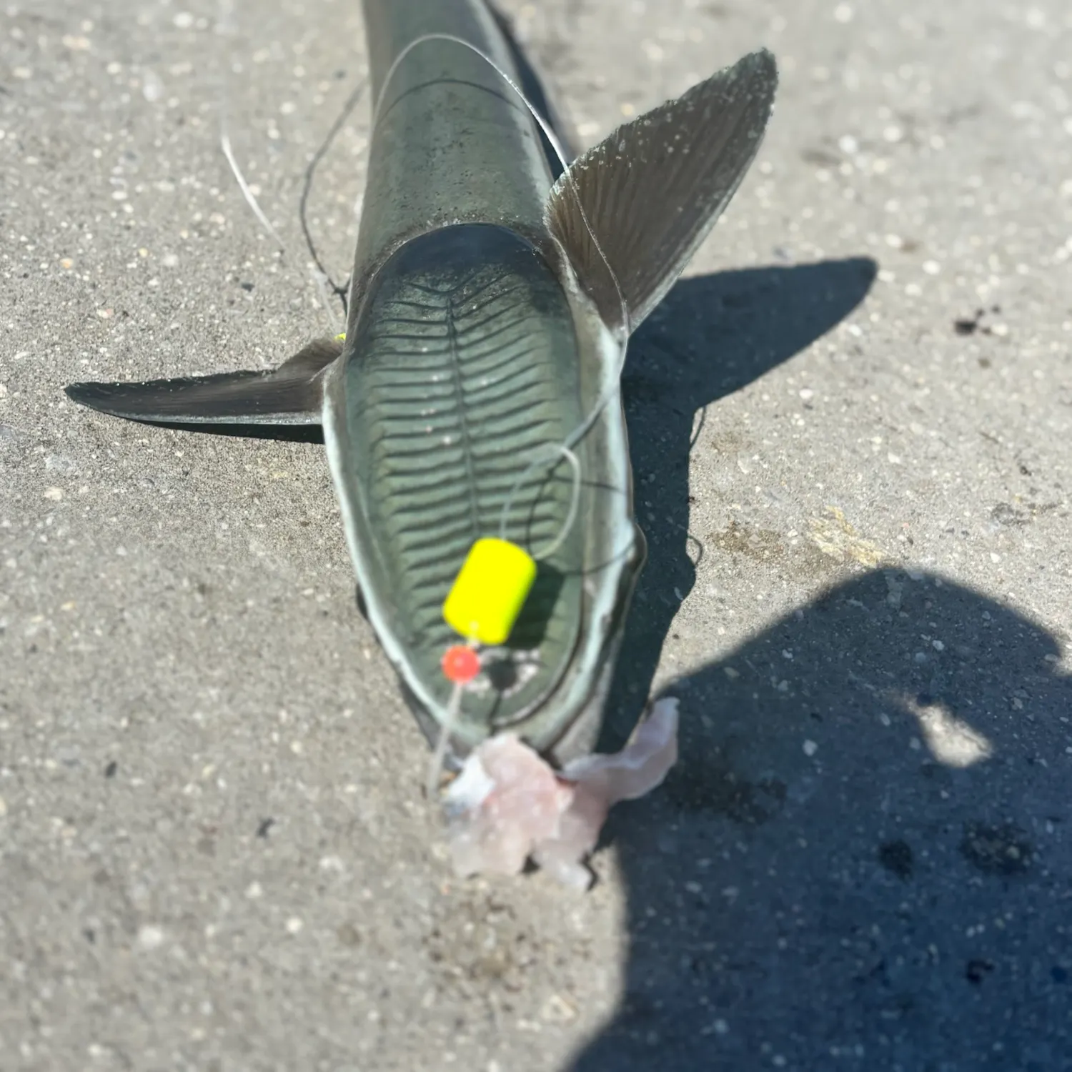 Live sharksucker caught on Fishbrain