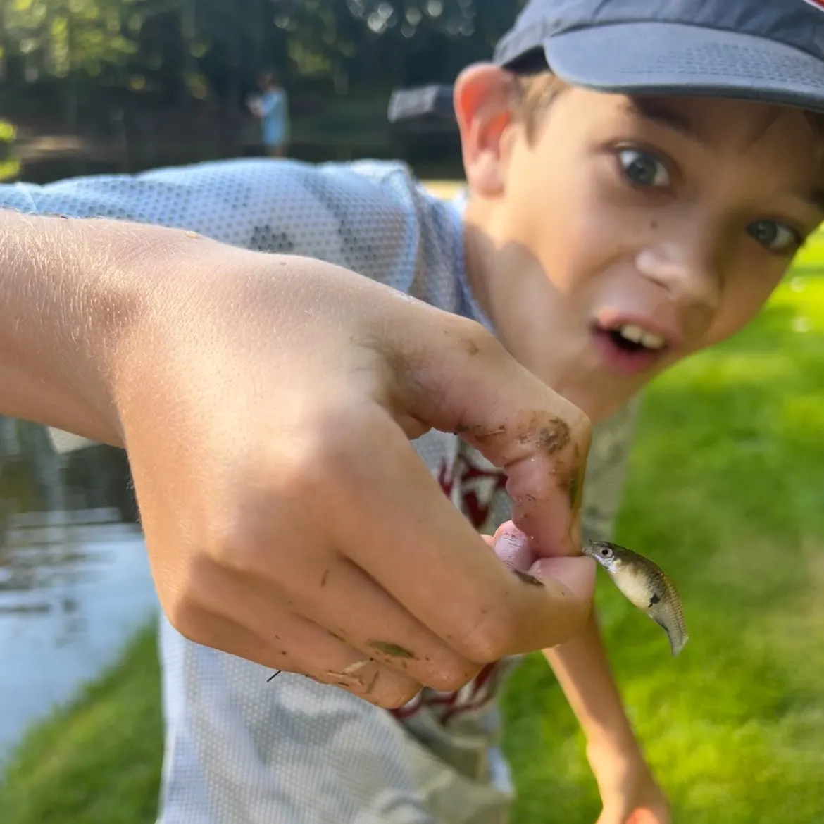 The most recent Bluntnose minnow catches on Fishbrain