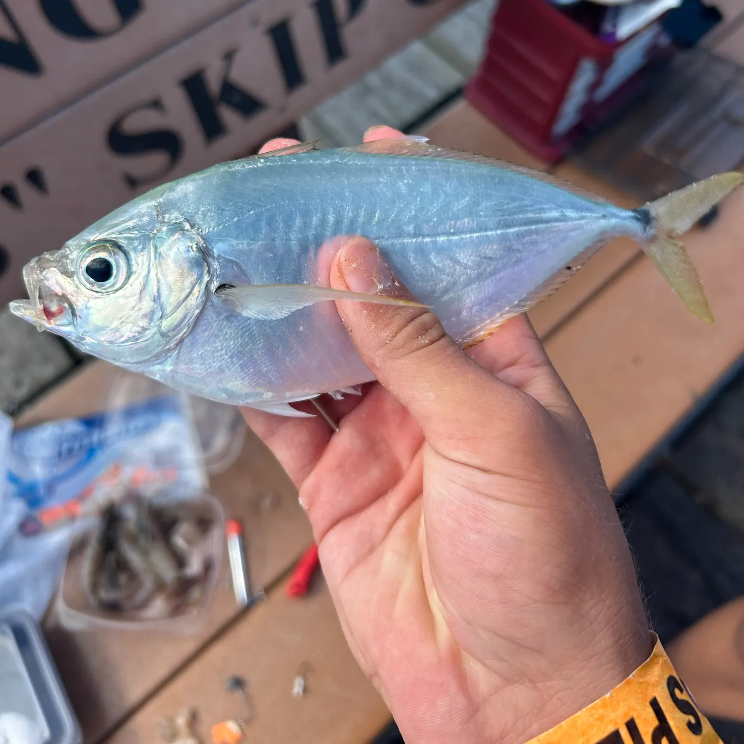 The most recent Atlantic bumper catches on Fishbrain