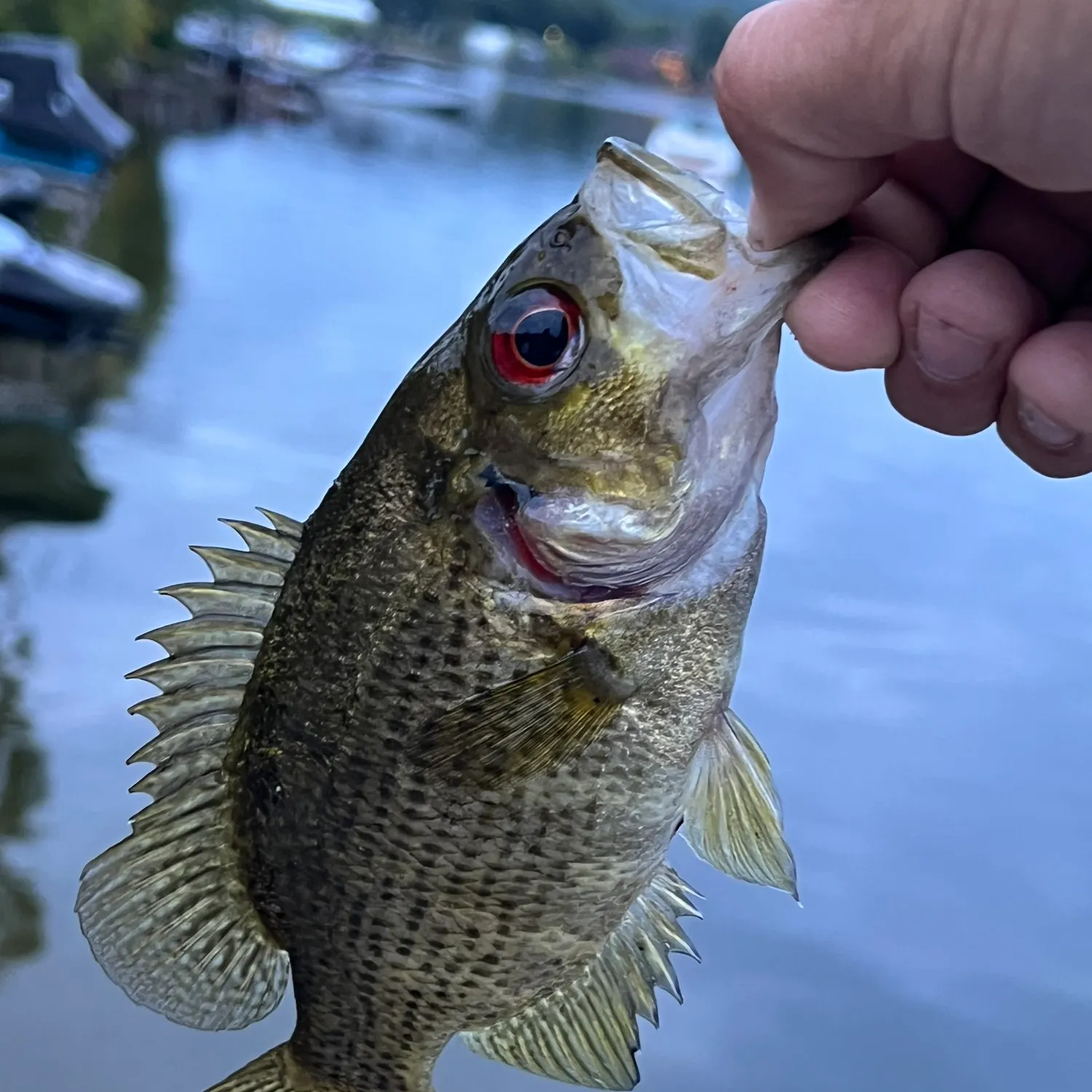Rock bass caught on Fishbrain