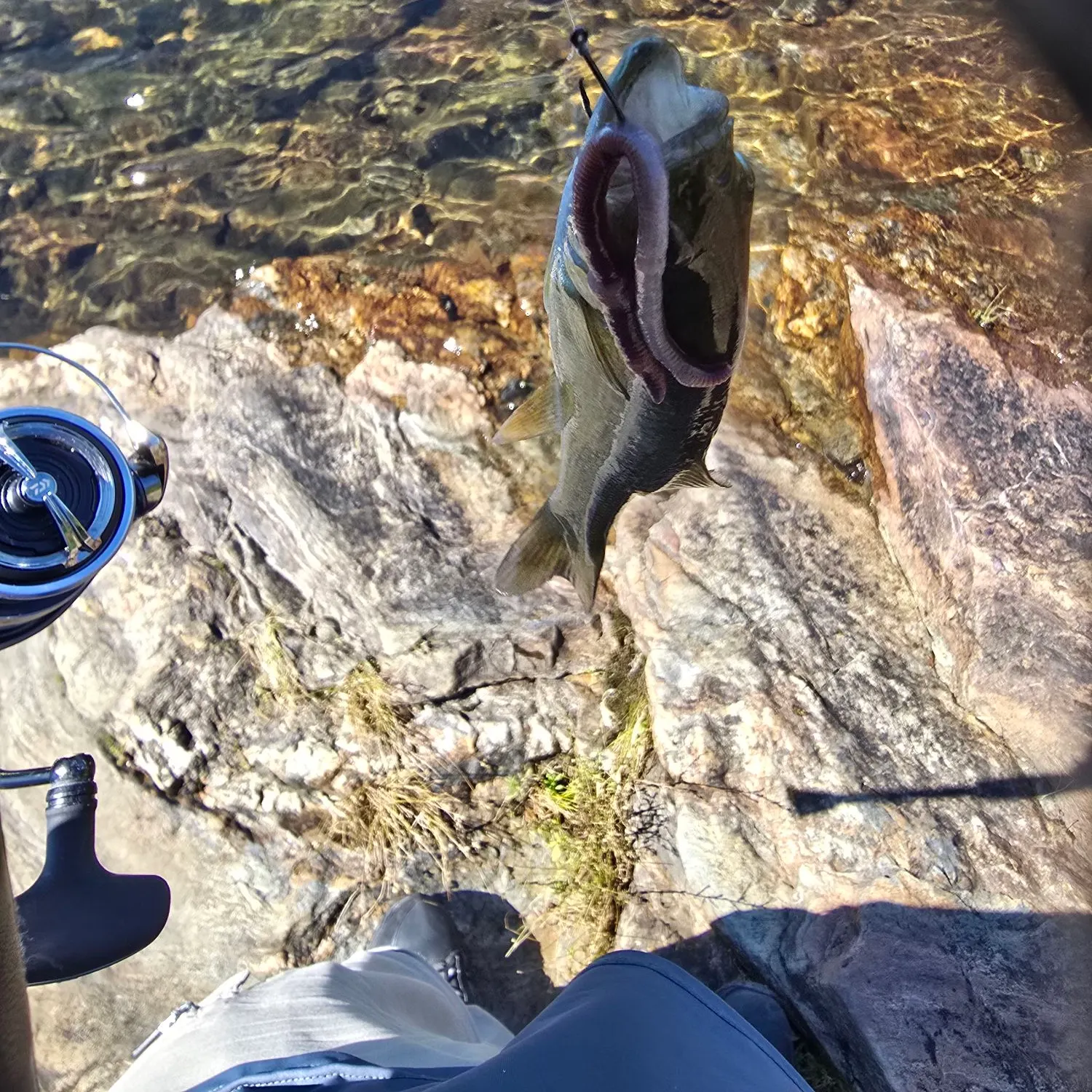 Smallmouth bass caught on Fishbrain