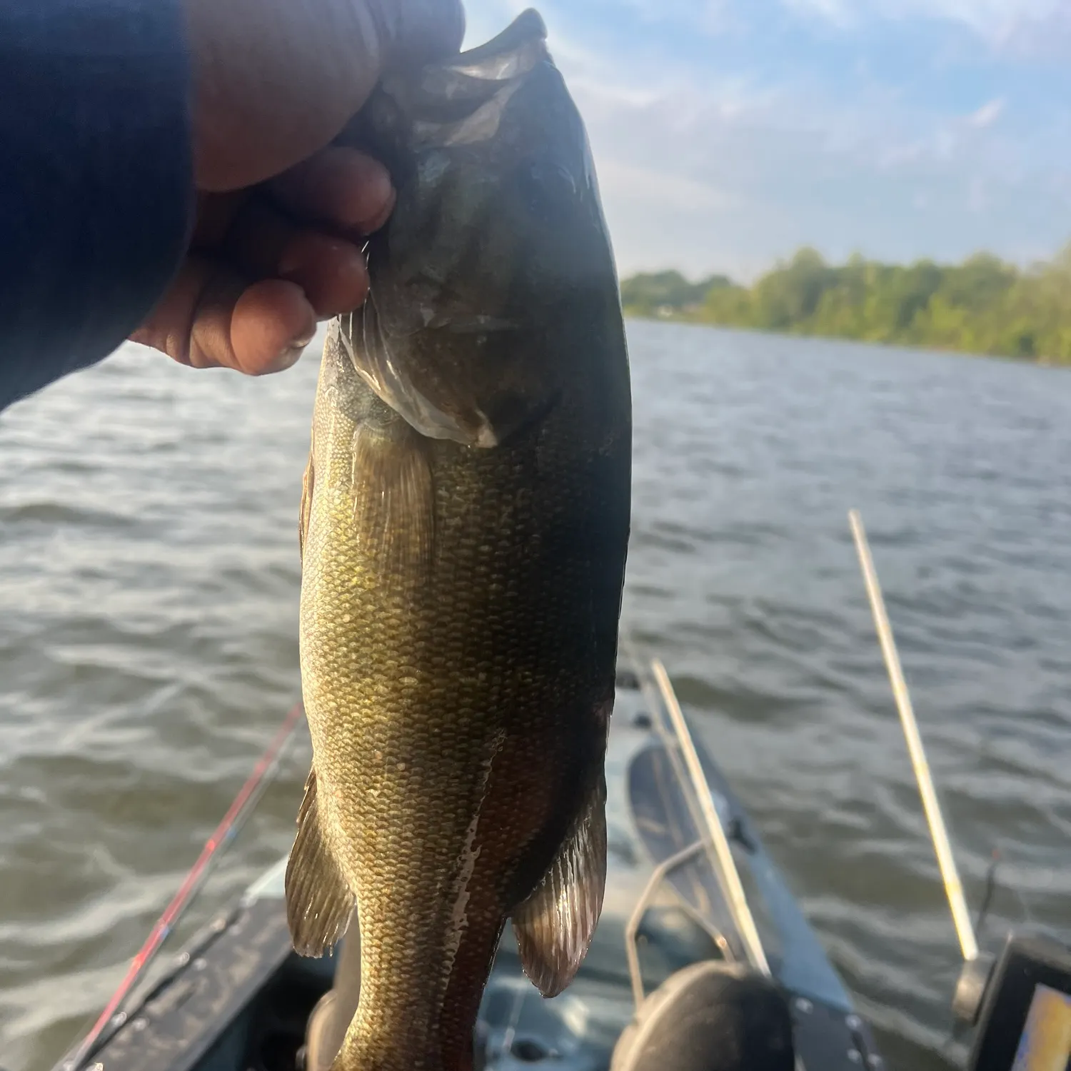 Smallmouth bass caught on Fishbrain