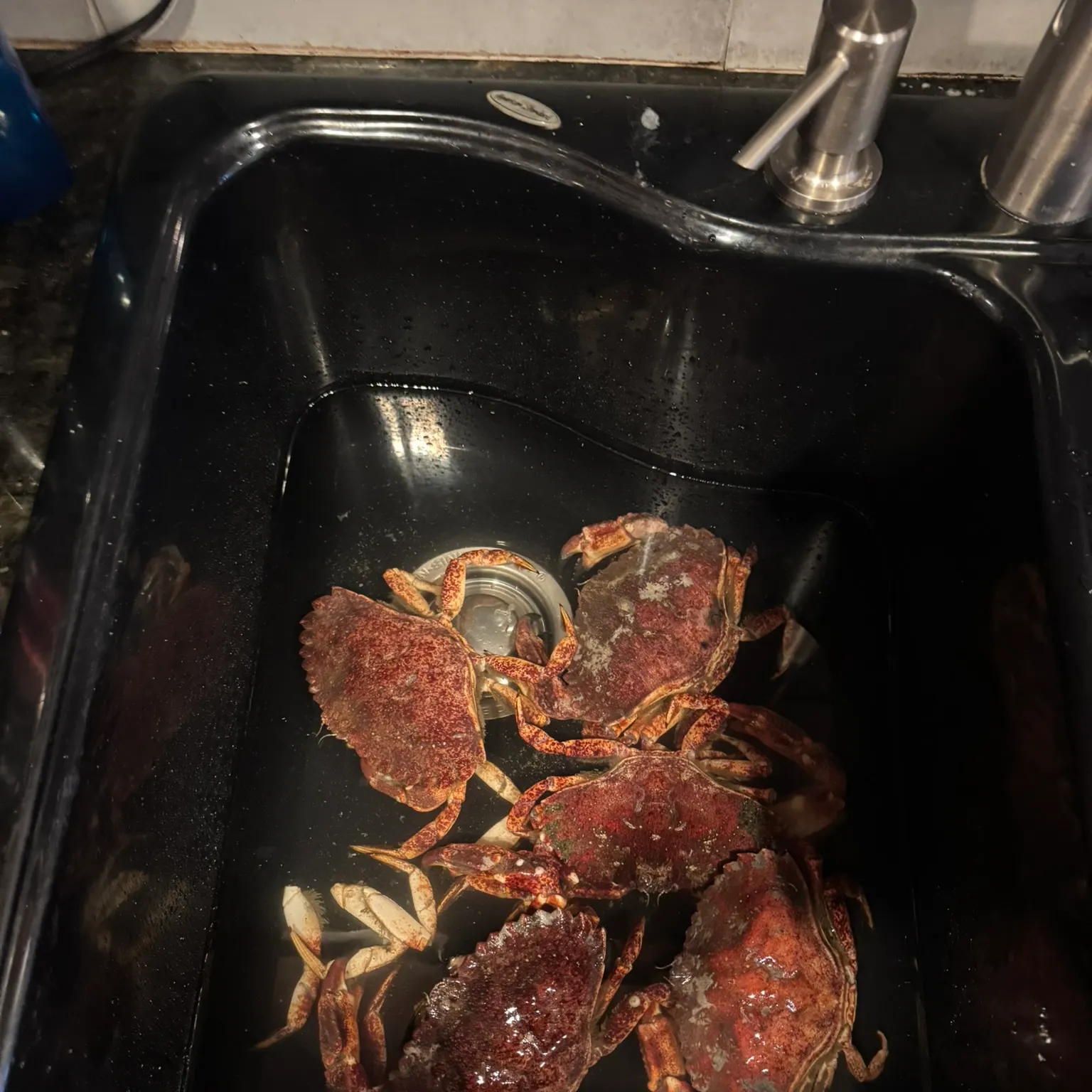 The most recent Red rock crab catches on Fishbrain