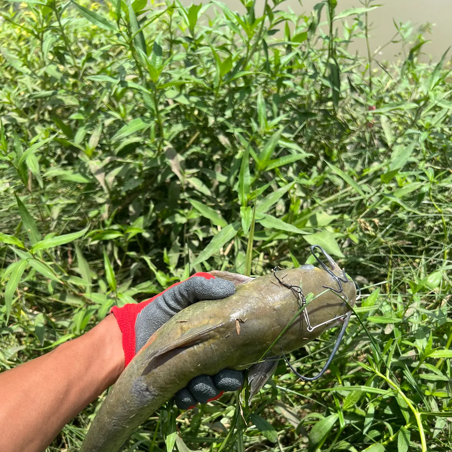 catch