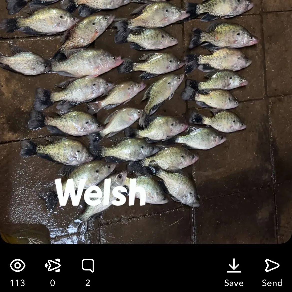 recently logged catches