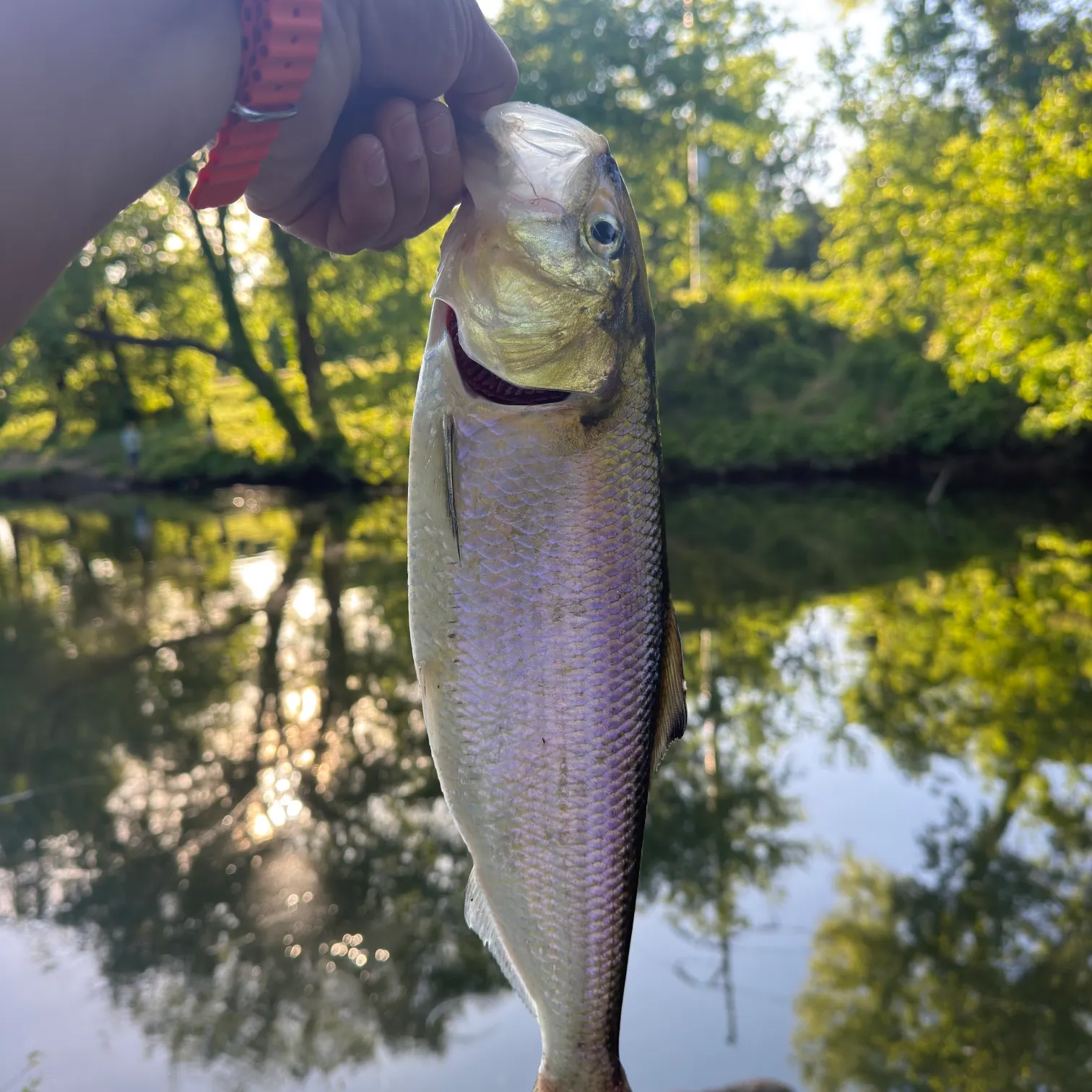 The most recent American shad catches on Fishbrain
