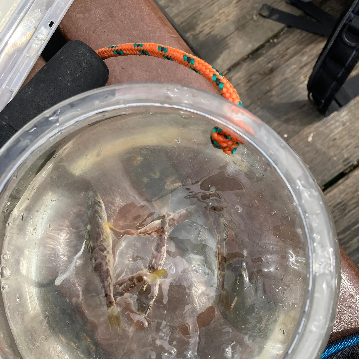 The most recent Olive rockfish catches on Fishbrain