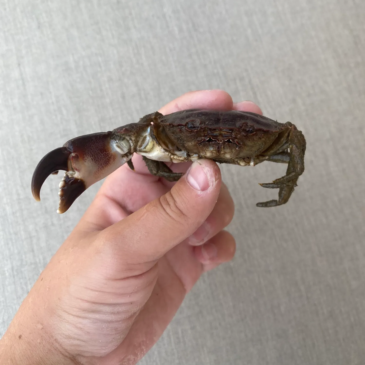 The most recent Pacific rock crab catches on Fishbrain