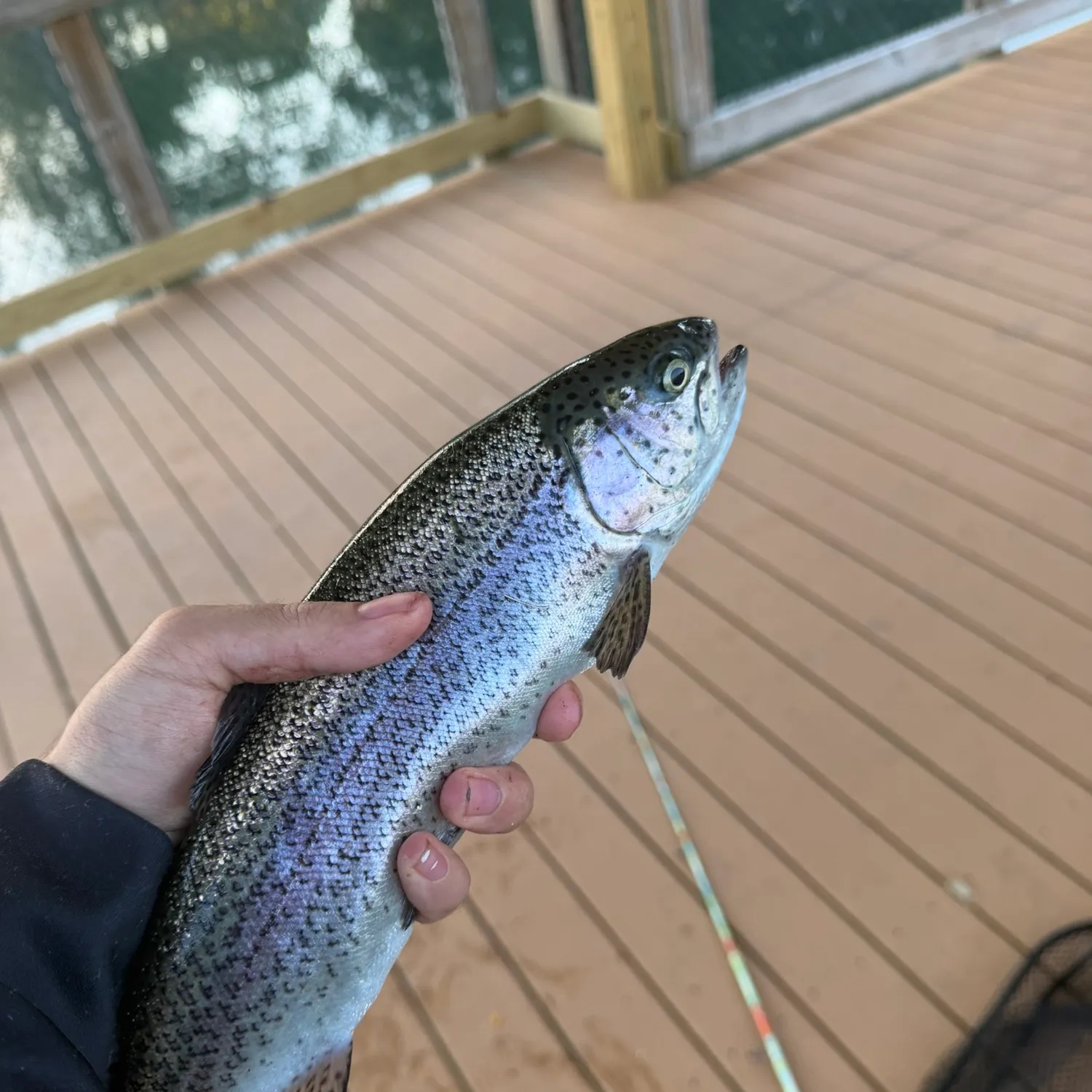 Rainbow trout caught on Fishbrain