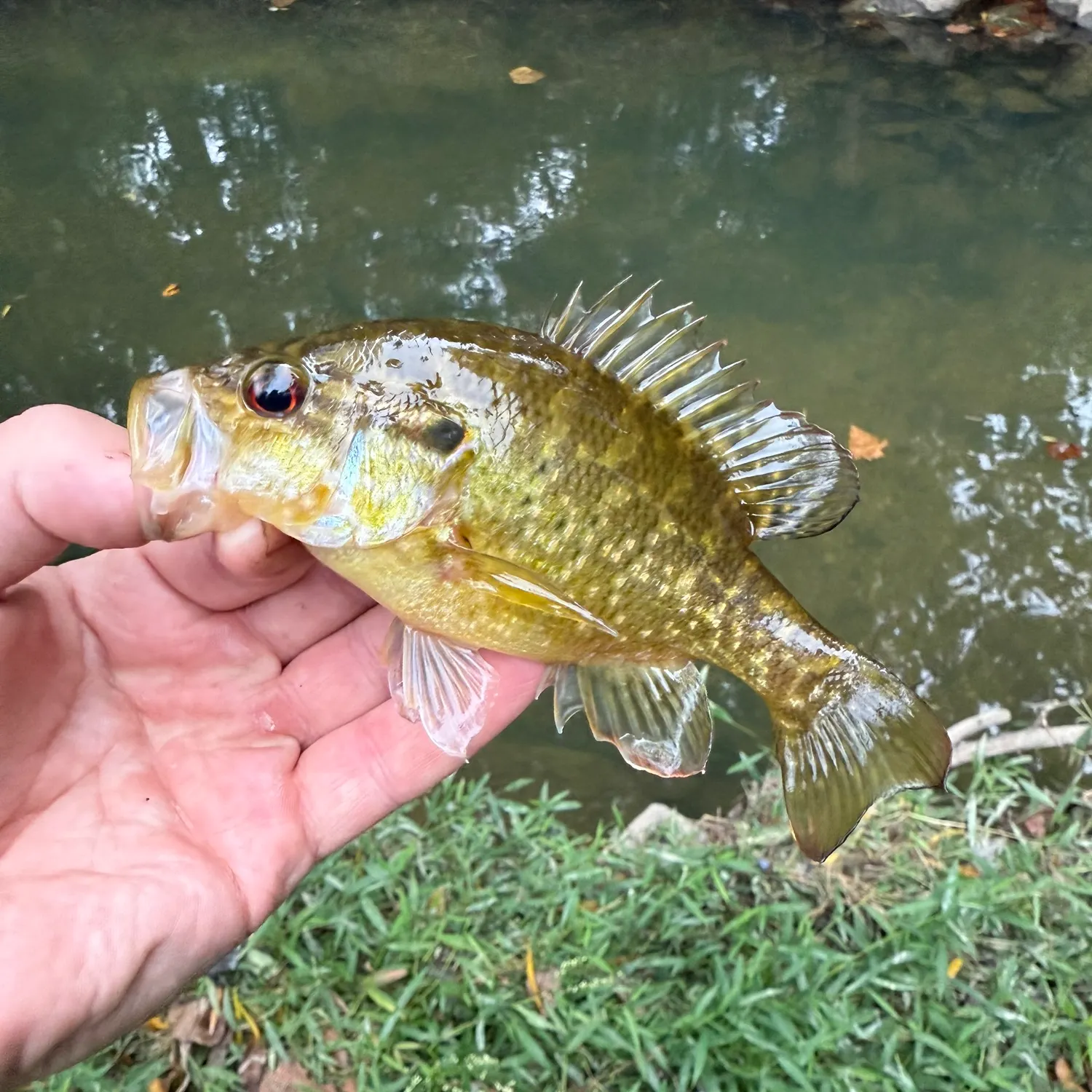 Warmouth caught on Fishbrain