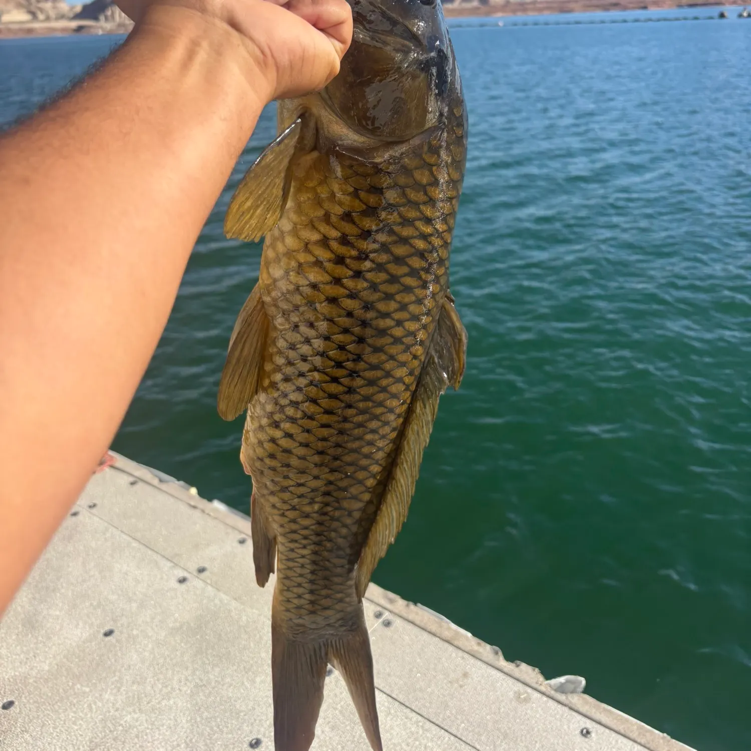 Common carp caught on Fishbrain