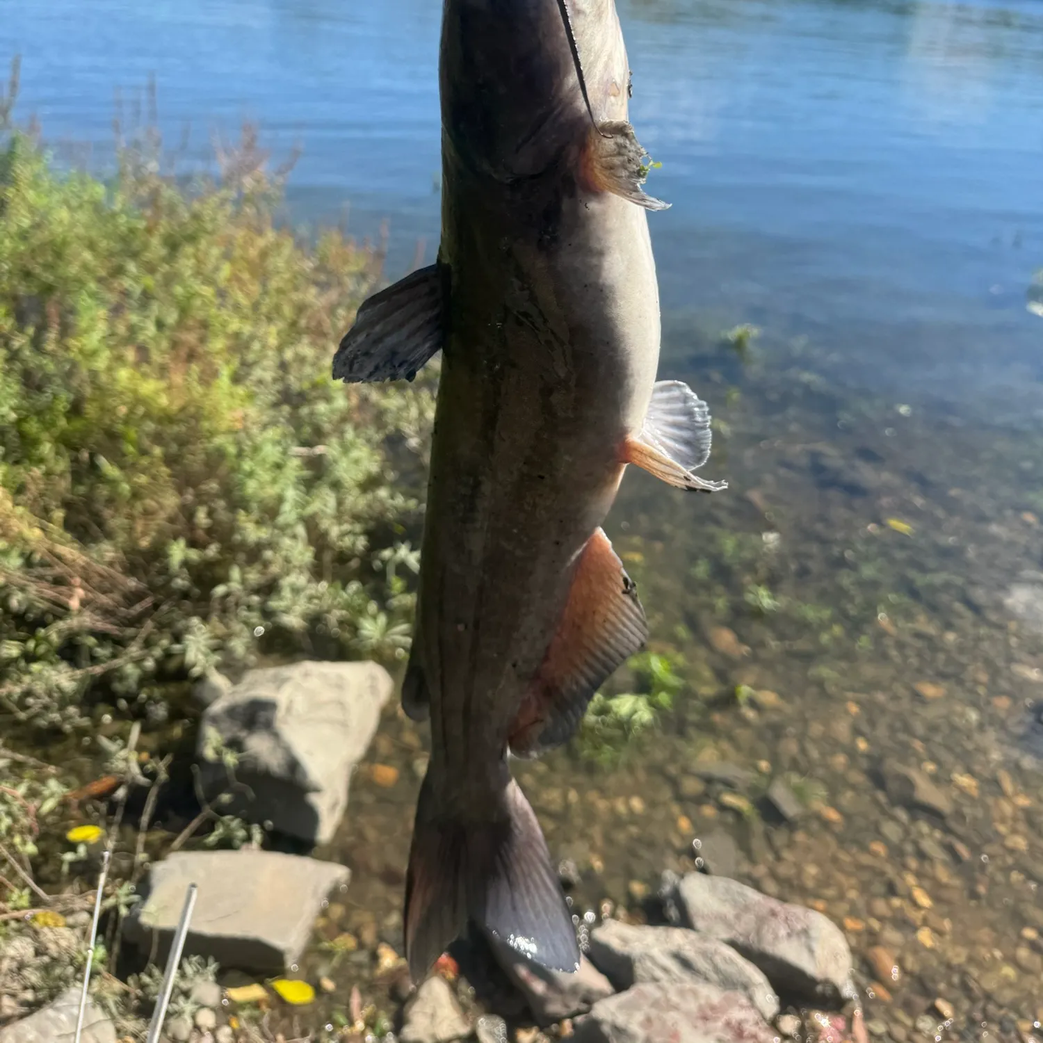 Channel catfish caught on Fishbrain