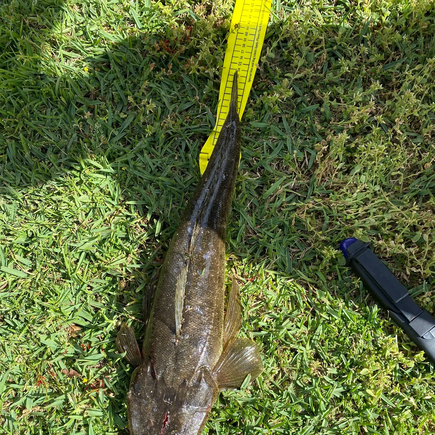 Dusky flathead caught on Fishbrain