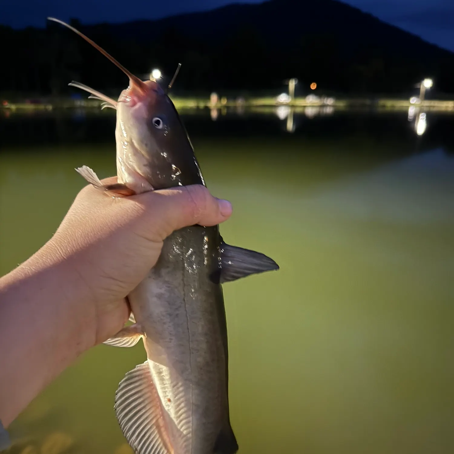 The most recent White bullhead catches on Fishbrain