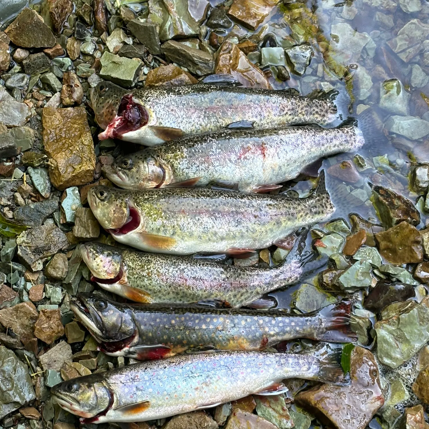 recently logged catches