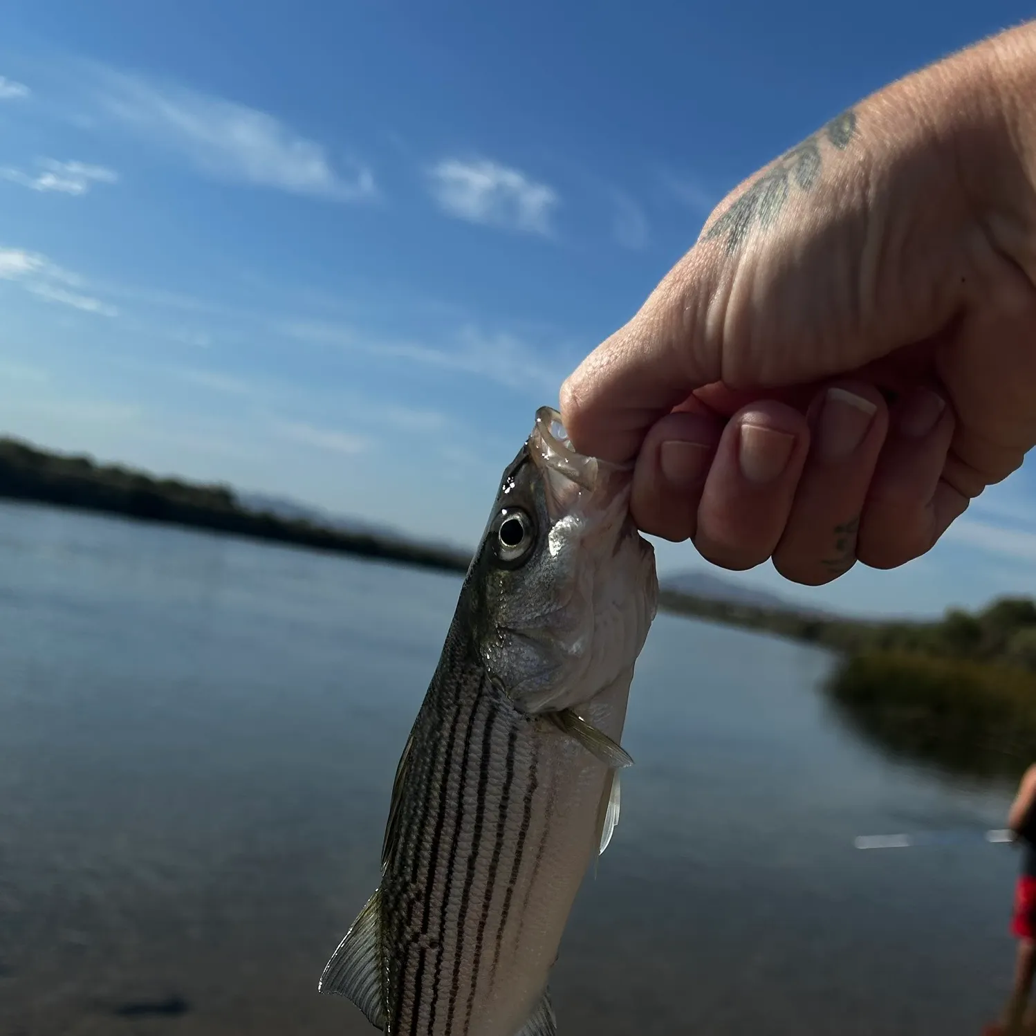 Striped bass caught on Fishbrain