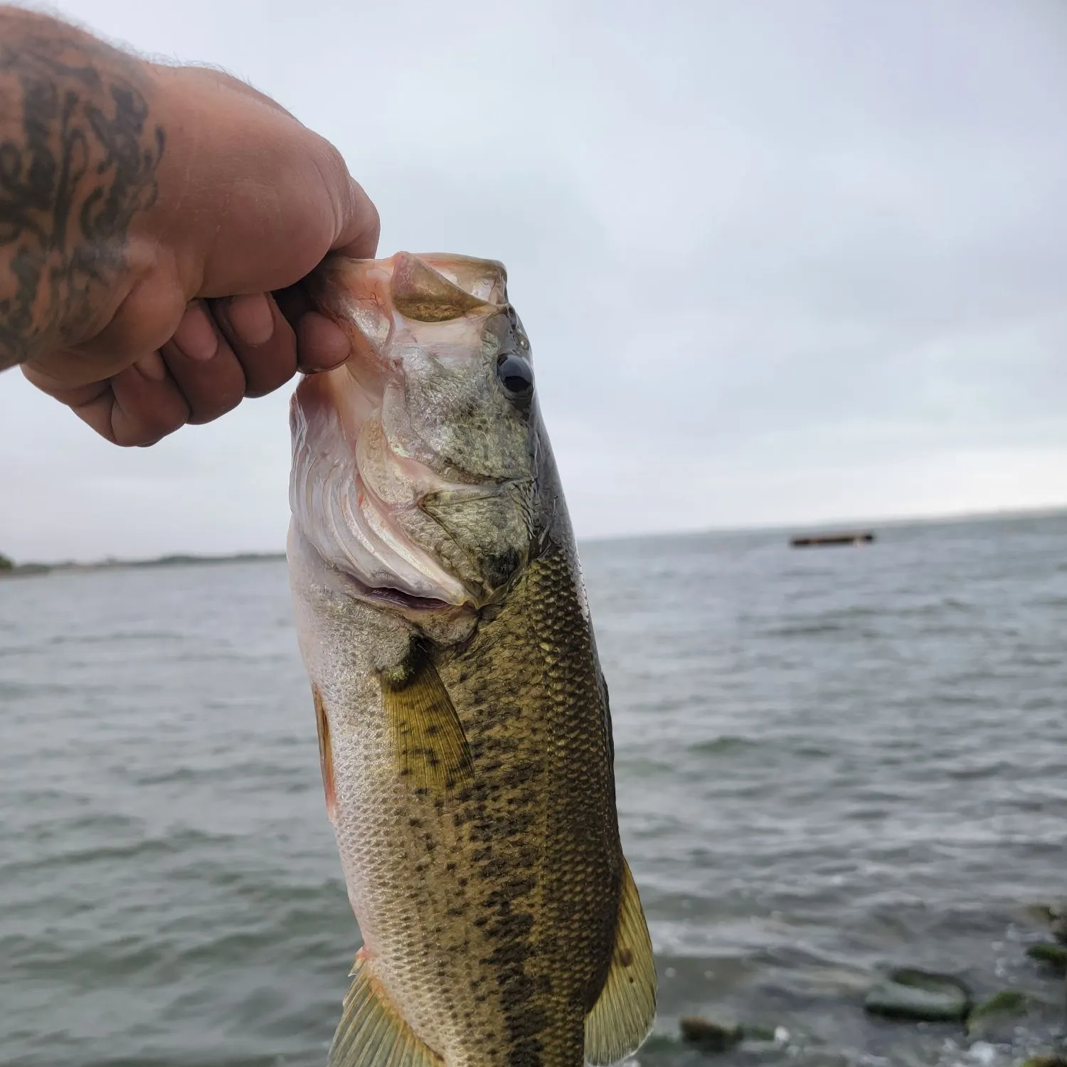 Fish caught on Fishbrain