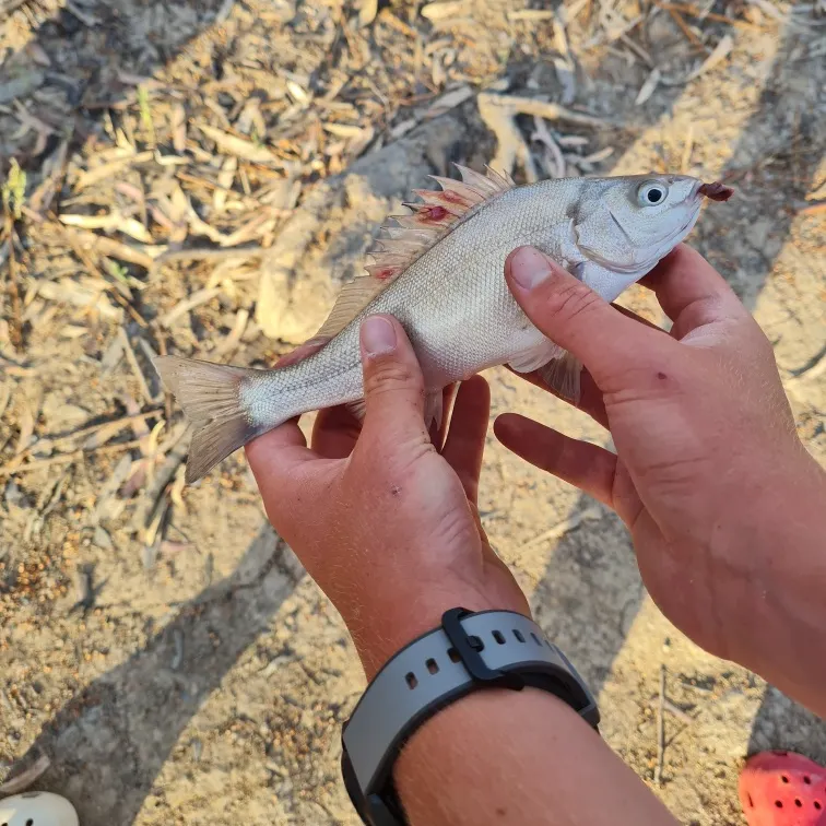 The most recent Bidyan perch catches on Fishbrain