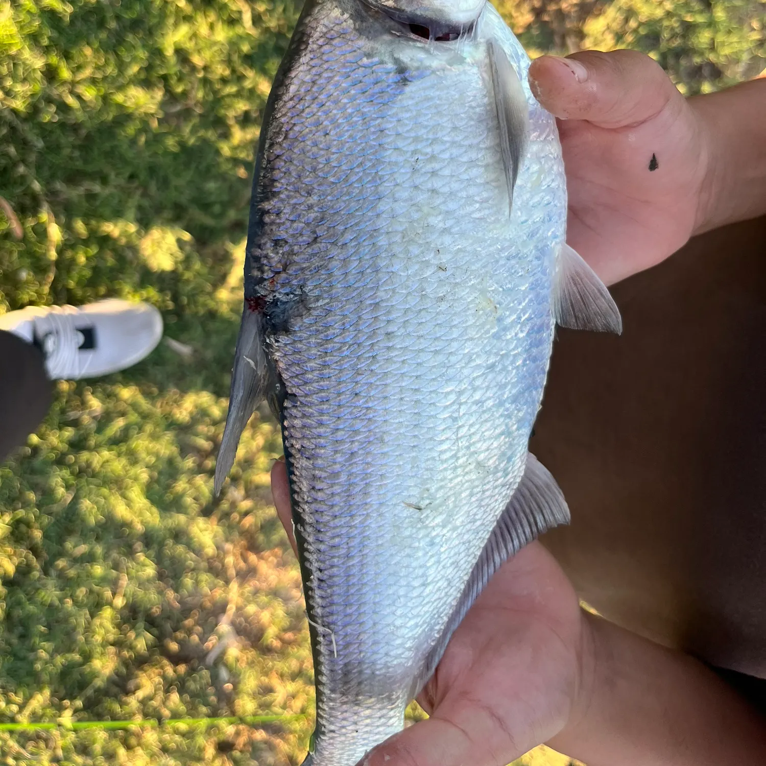 The most recent Threadfin shad catches on Fishbrain