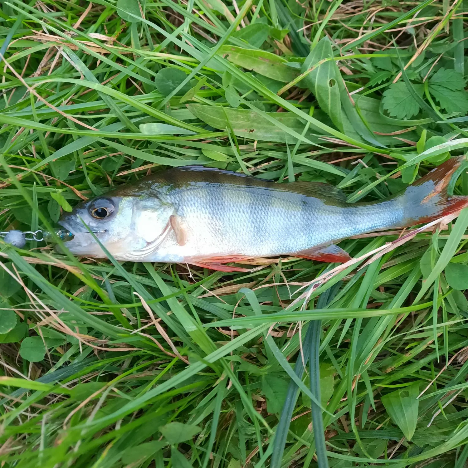 European perch caught on Fishbrain