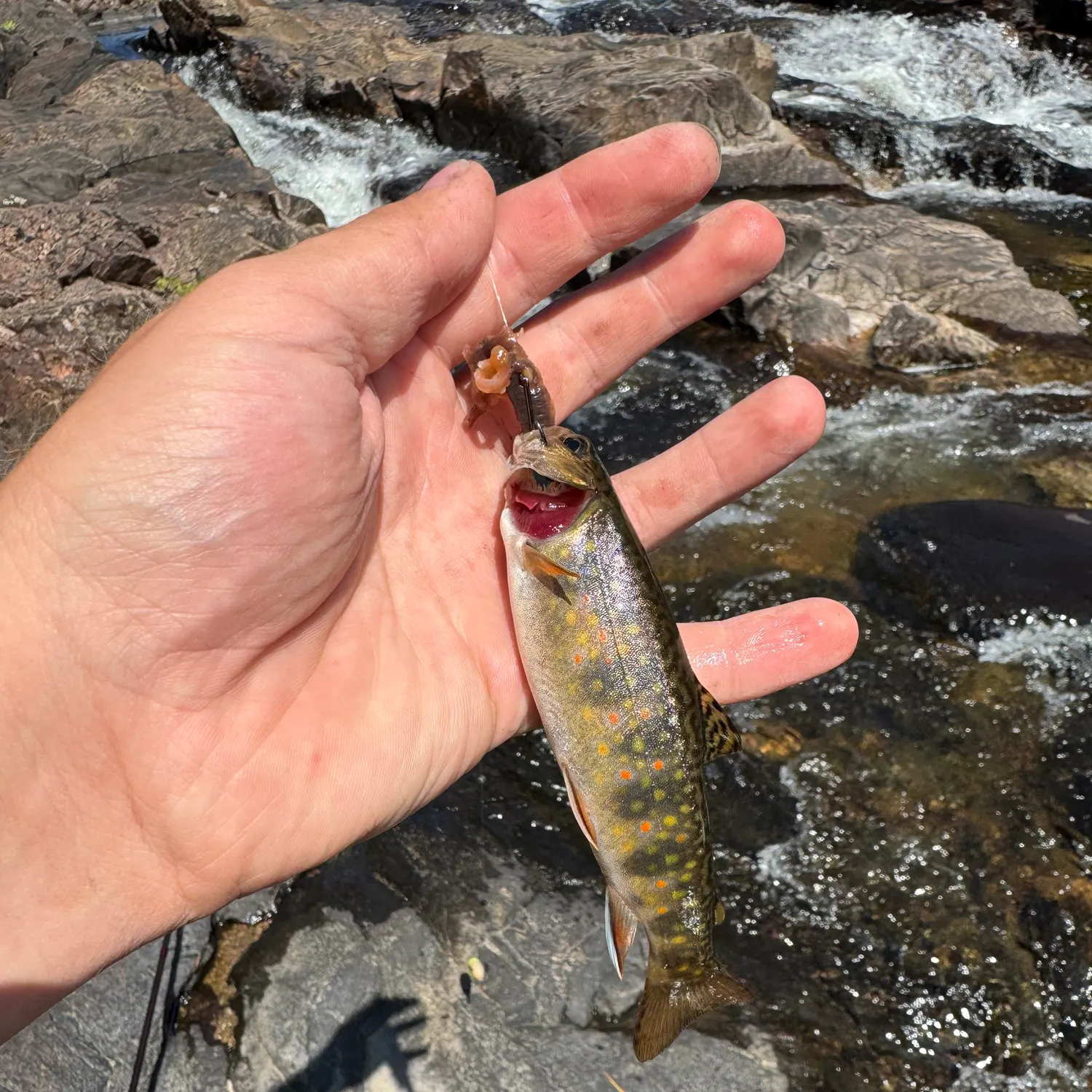 Brook trout caught on Fishbrain