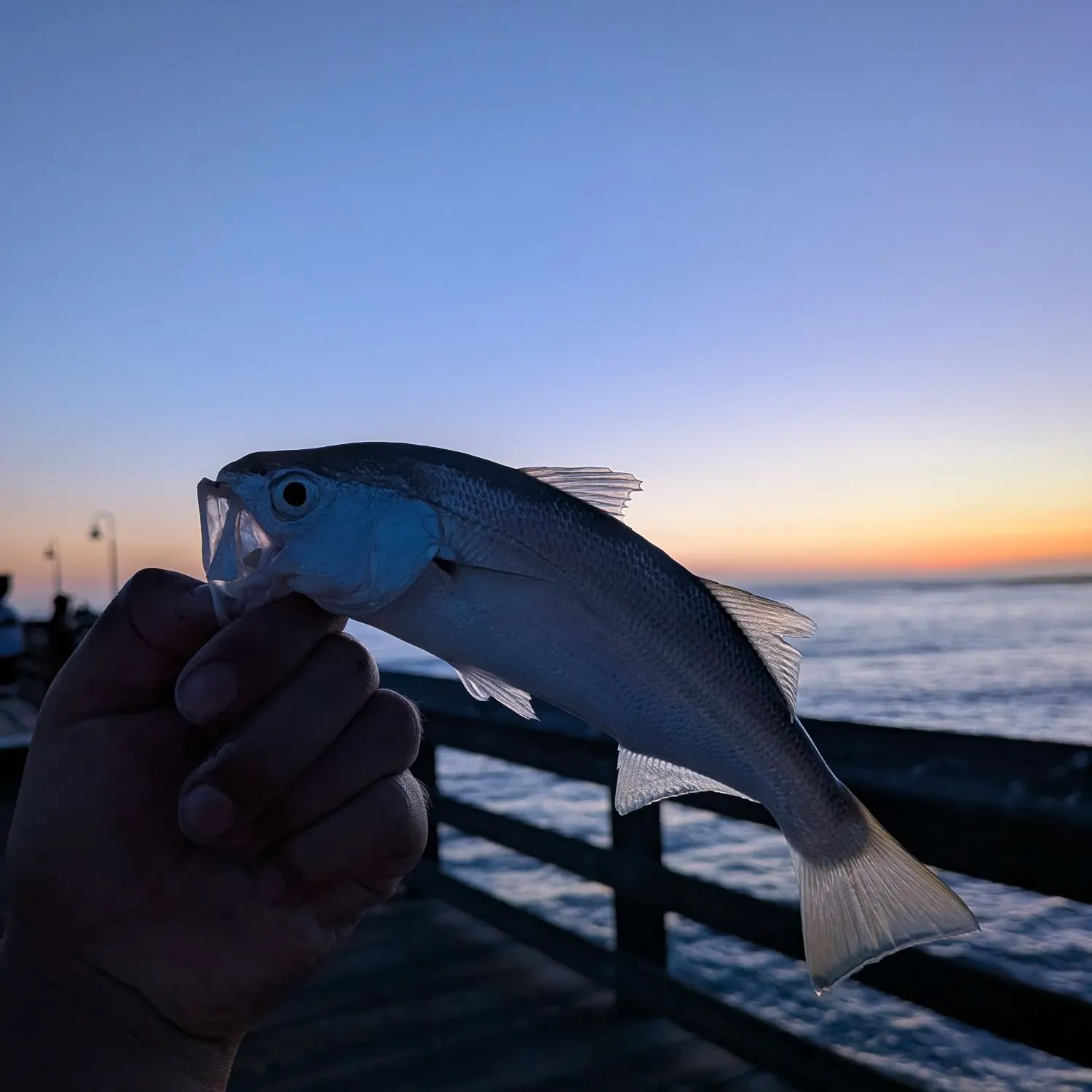 The most recent White seabass catches on Fishbrain