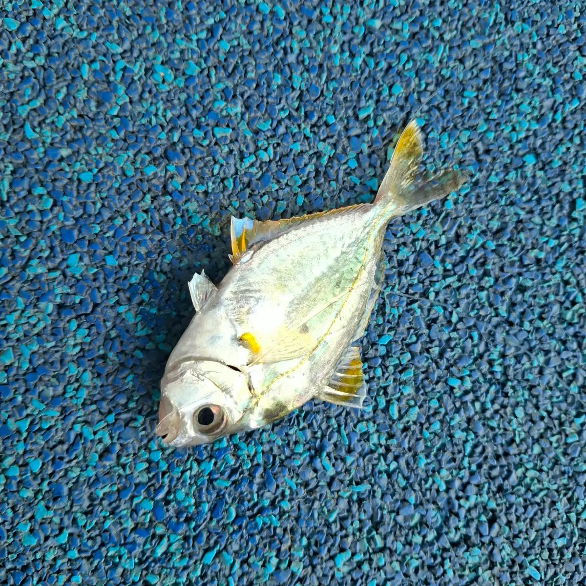 The most recent Splendid ponyfish catches on Fishbrain