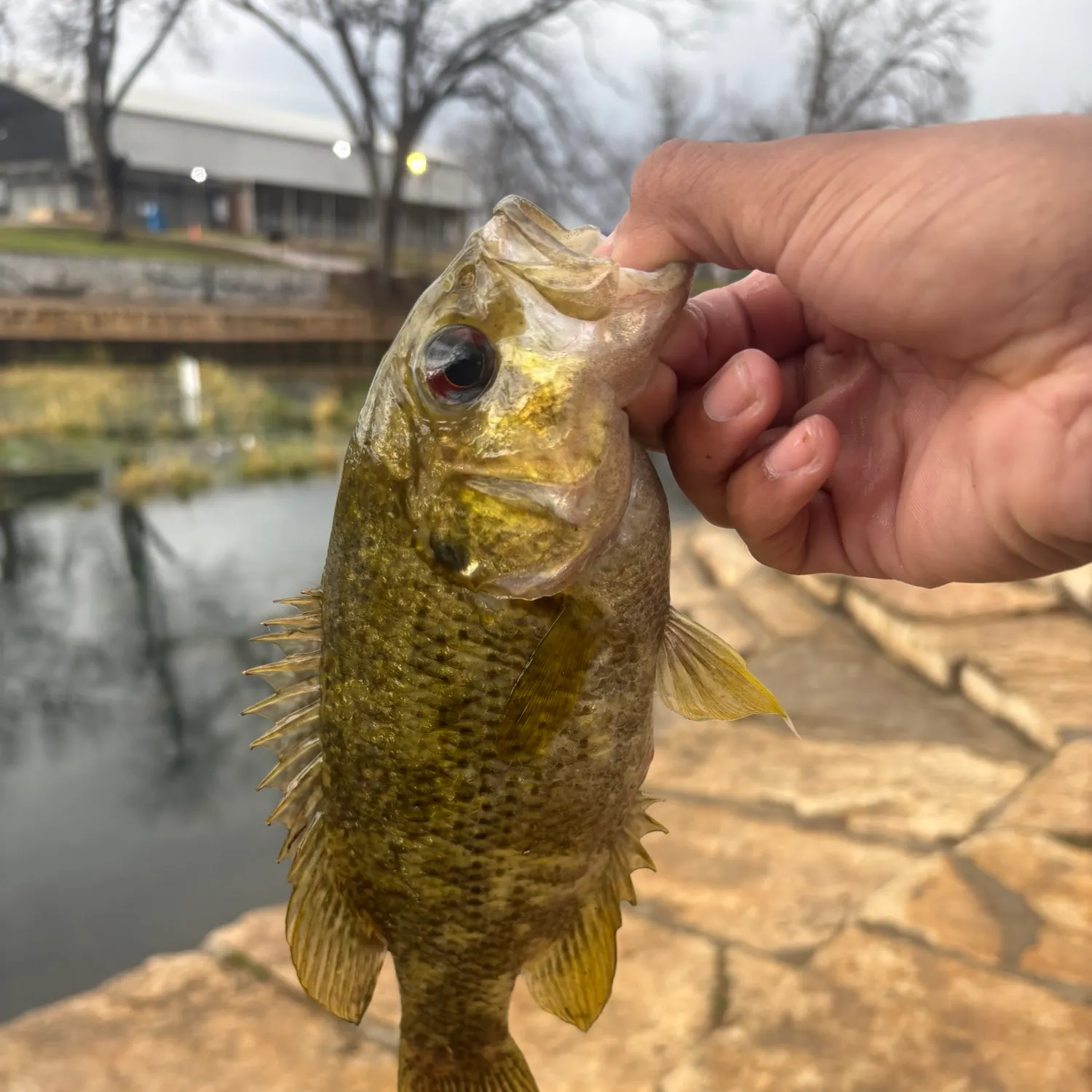 The most recent Rock bass catches on Fishbrain