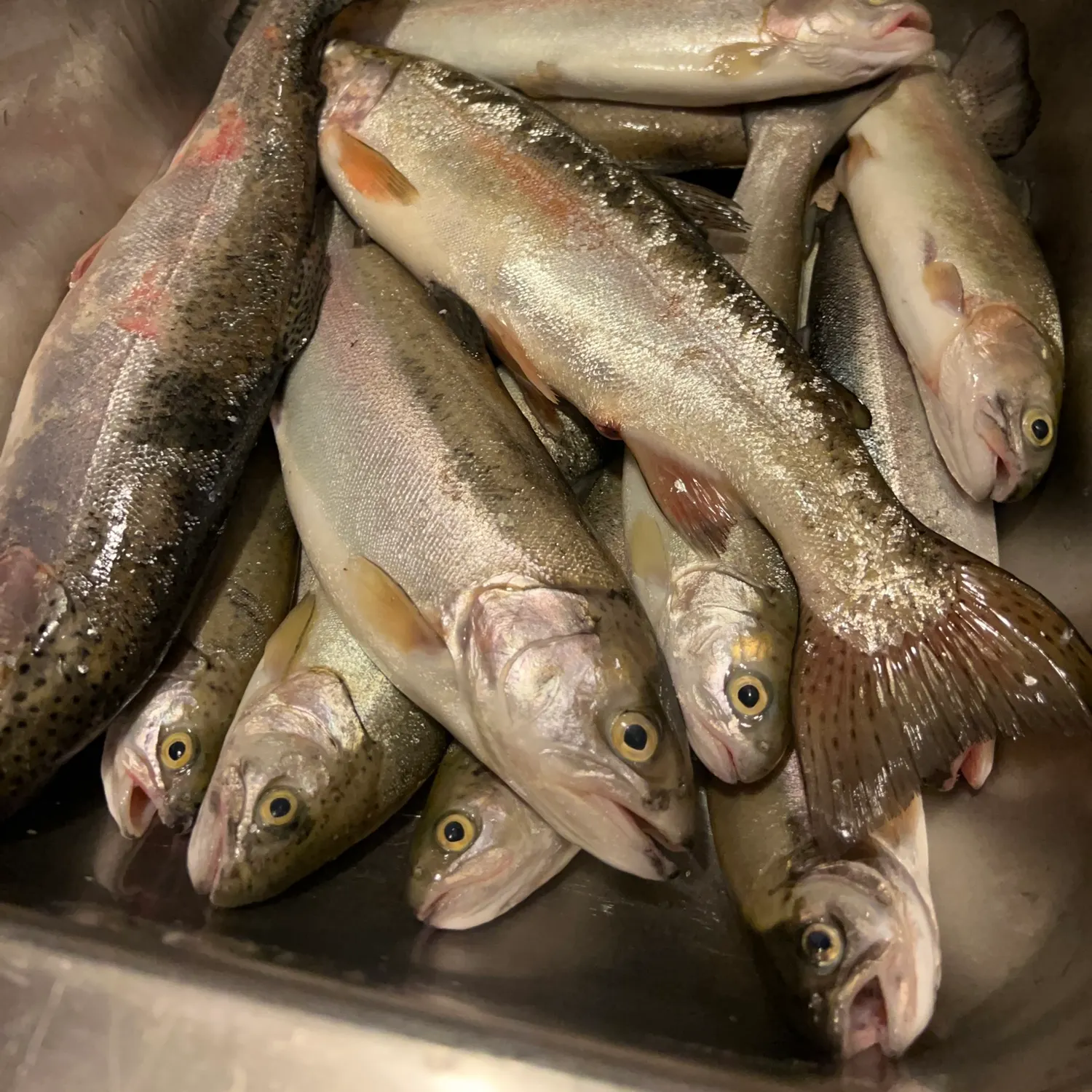 Rainbow trout caught on Fishbrain