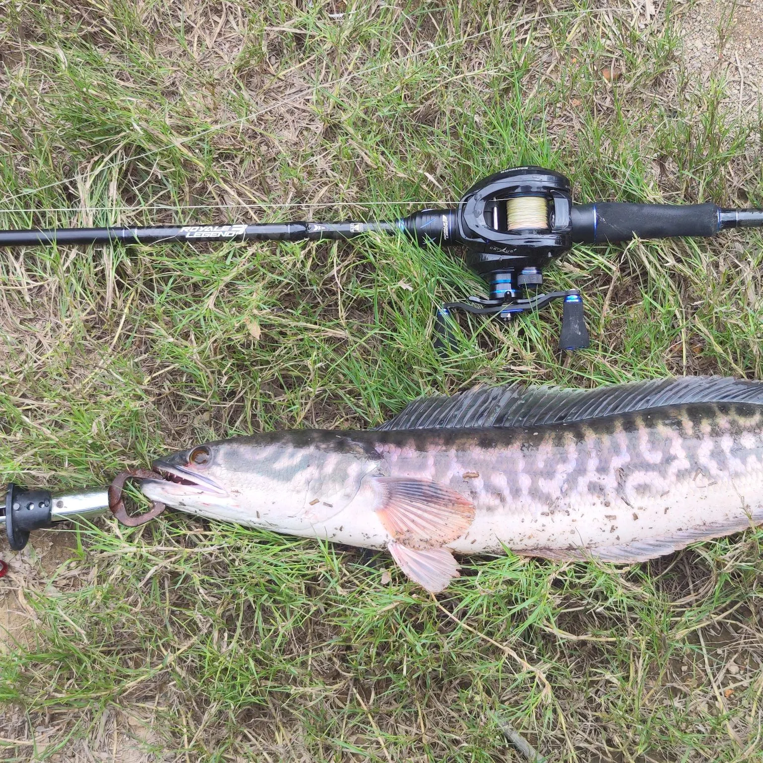 The most recent Indonesian snakehead catches on Fishbrain