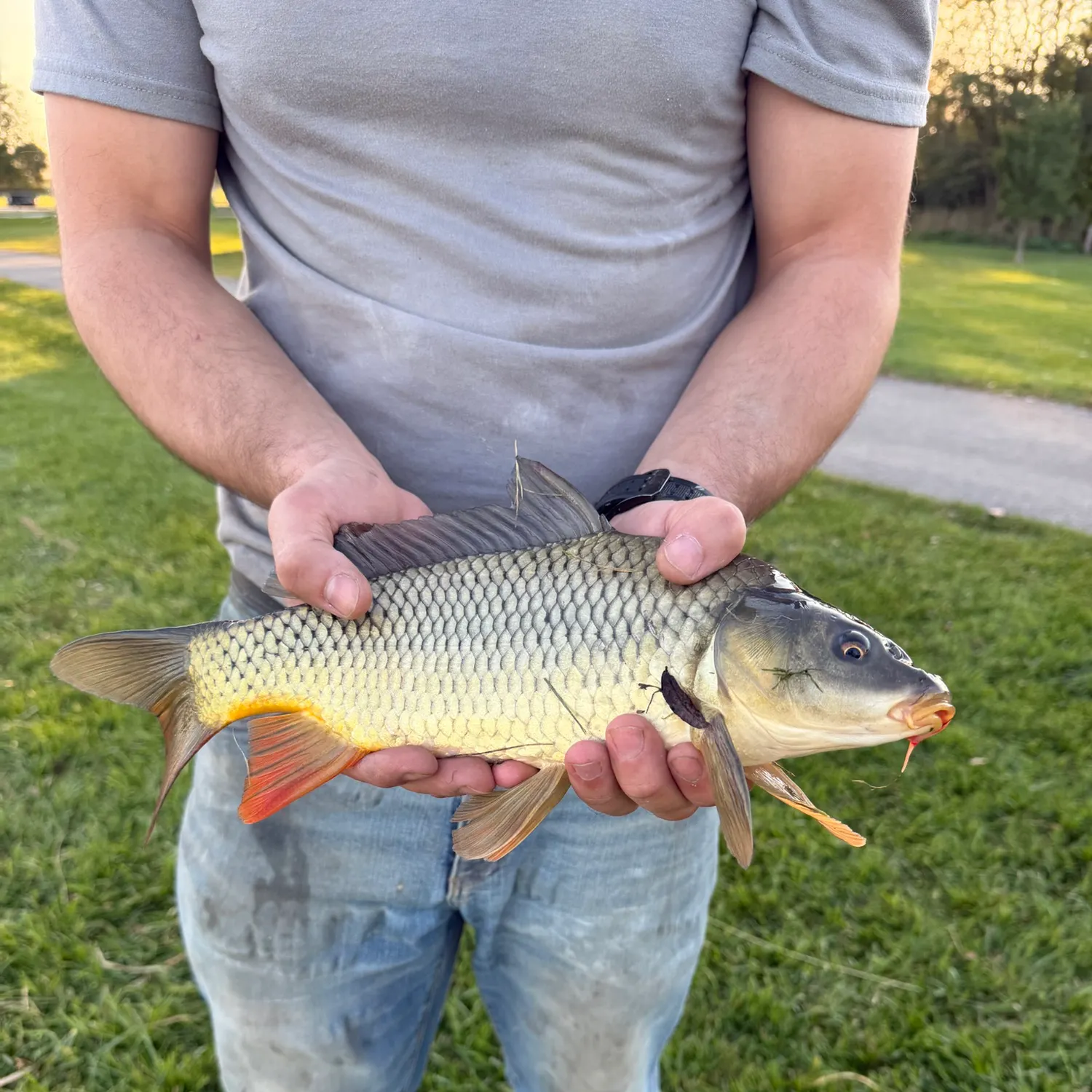 Common carp caught on Fishbrain