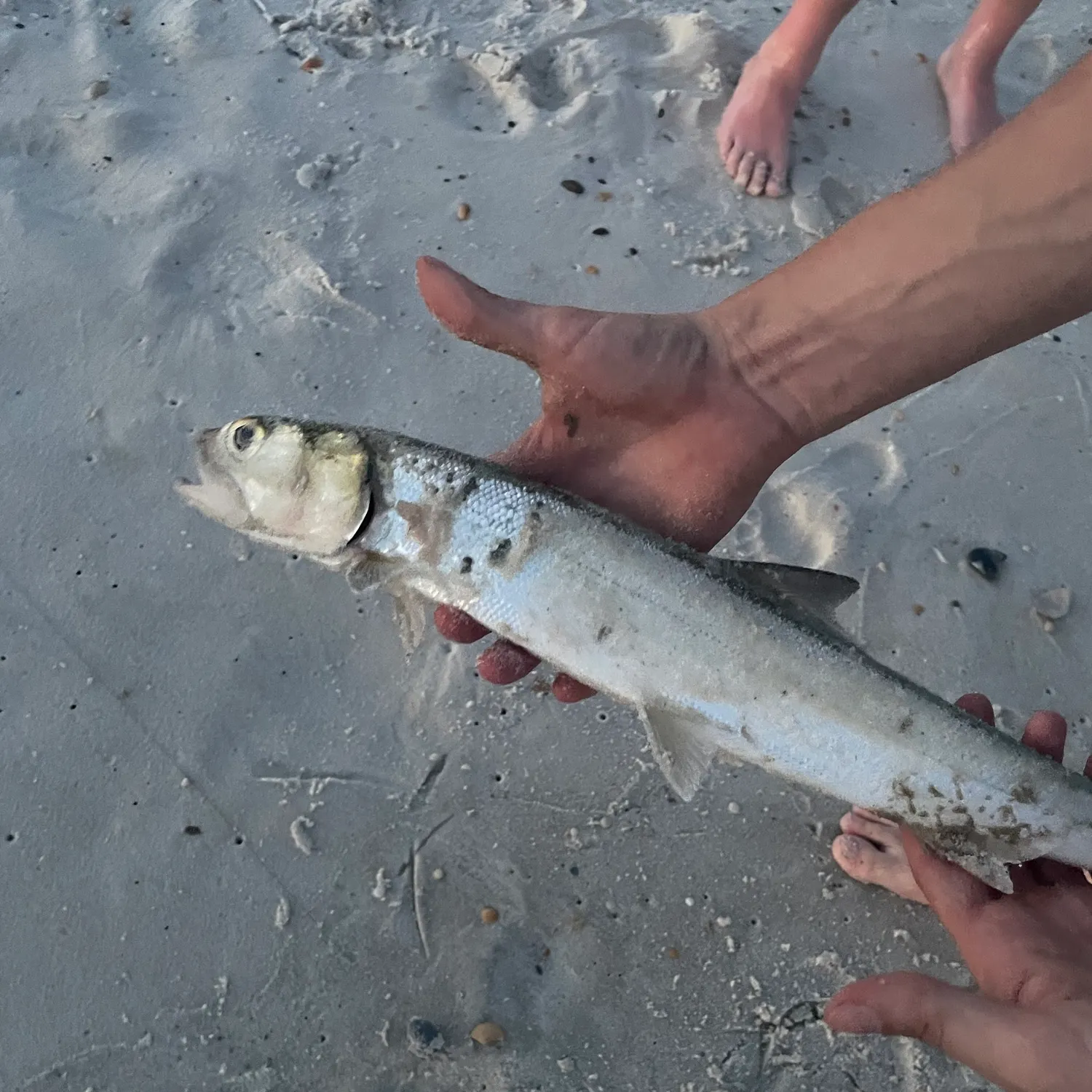 The most recent Ladyfish catches on Fishbrain