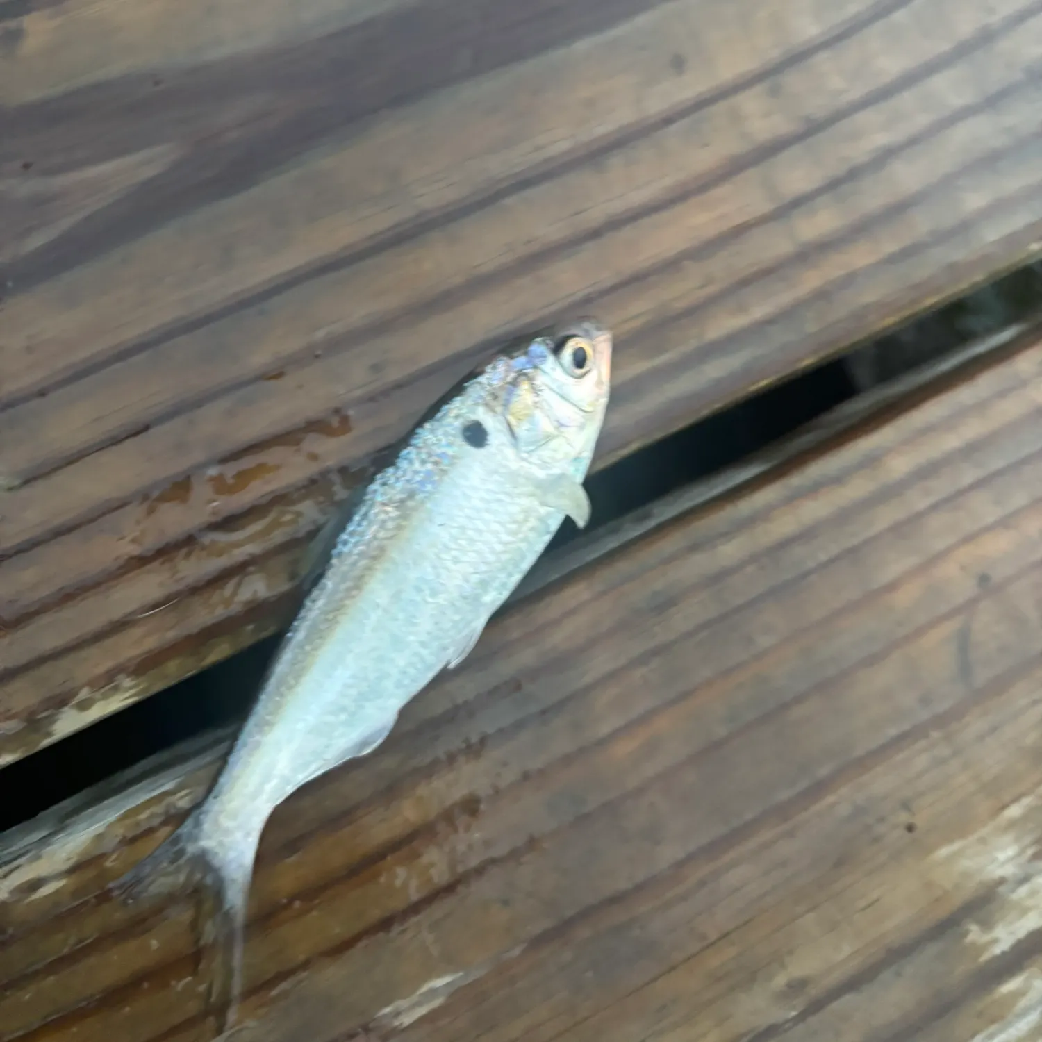 The most recent American shad catches on Fishbrain