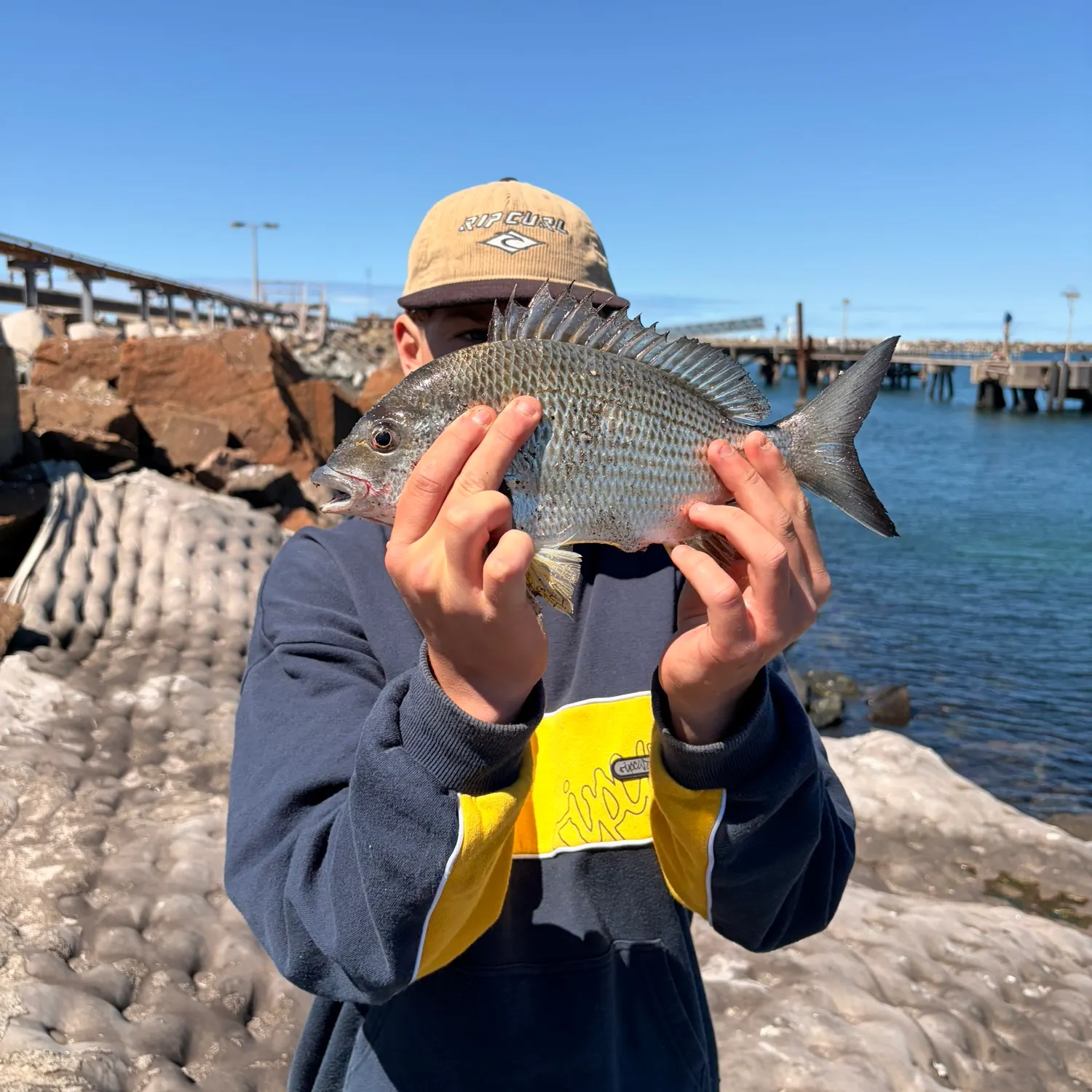 Surf bream caught on Fishbrain
