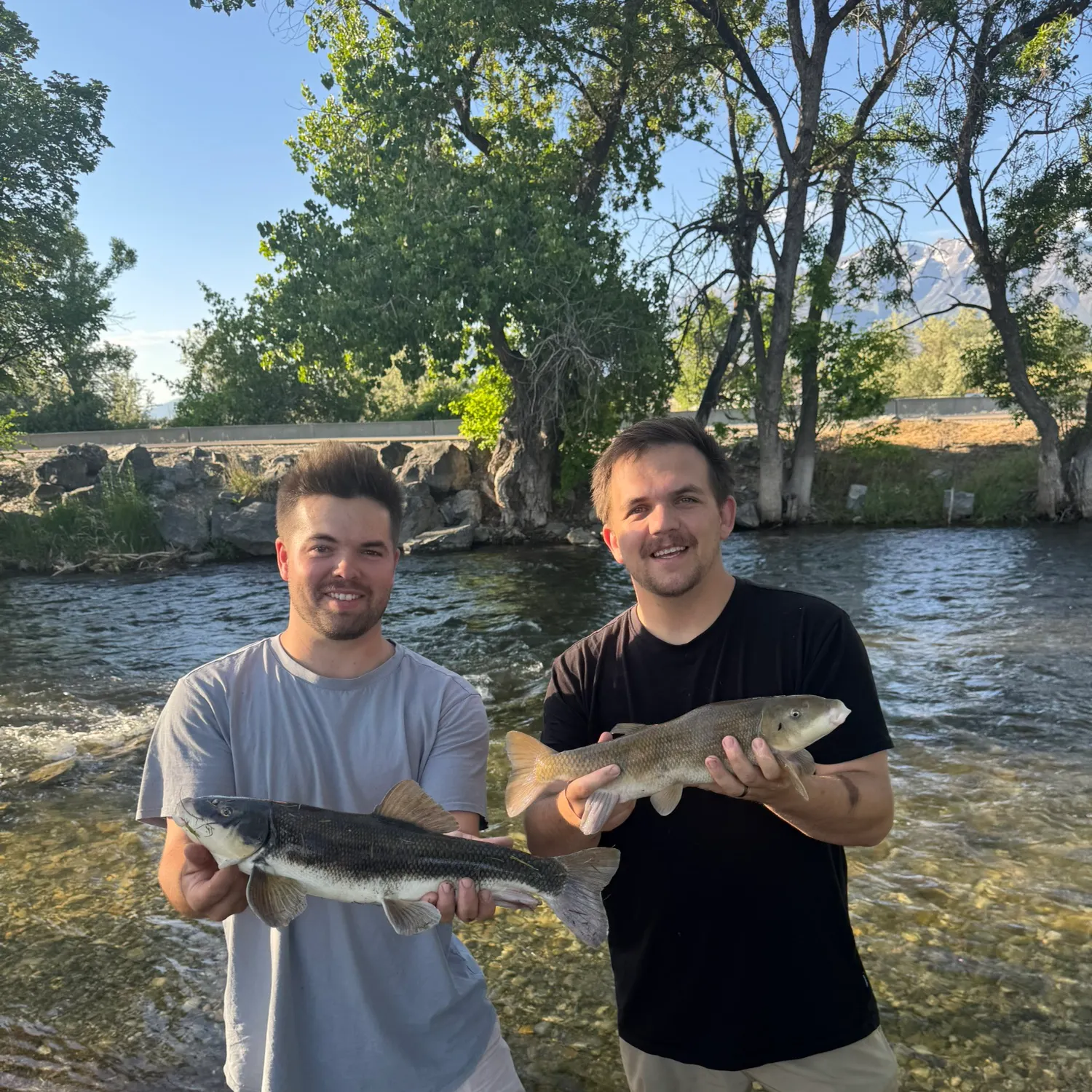 The most recent June sucker catches on Fishbrain