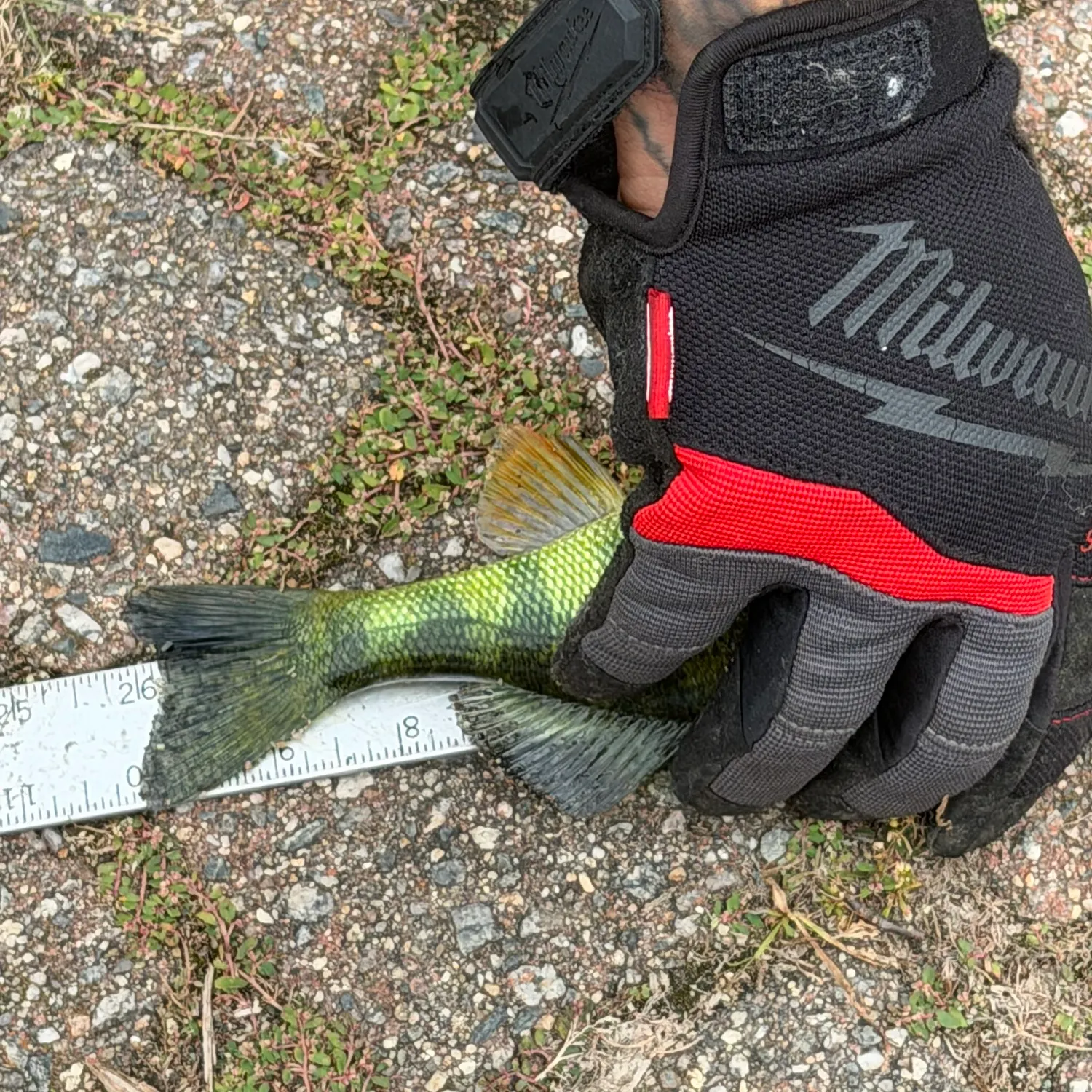 Yellow perch caught on Fishbrain