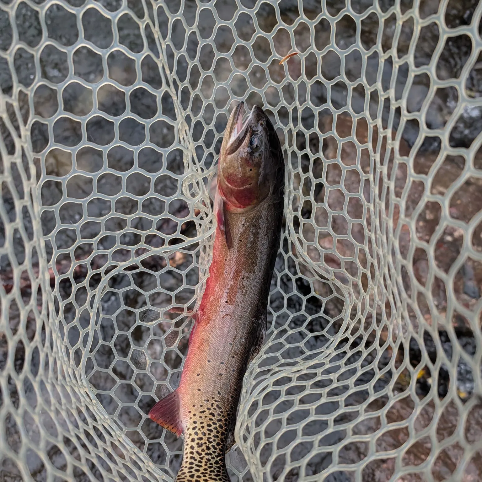 Rio Grande cutthroat trout caught on Fishbrain