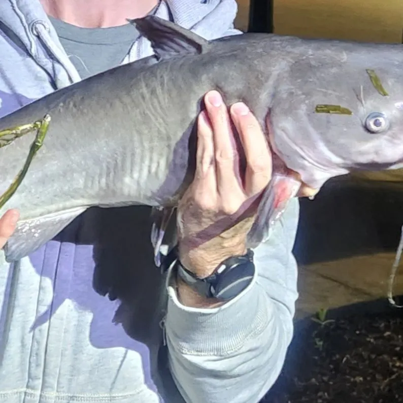 Channel catfish caught on Fishbrain