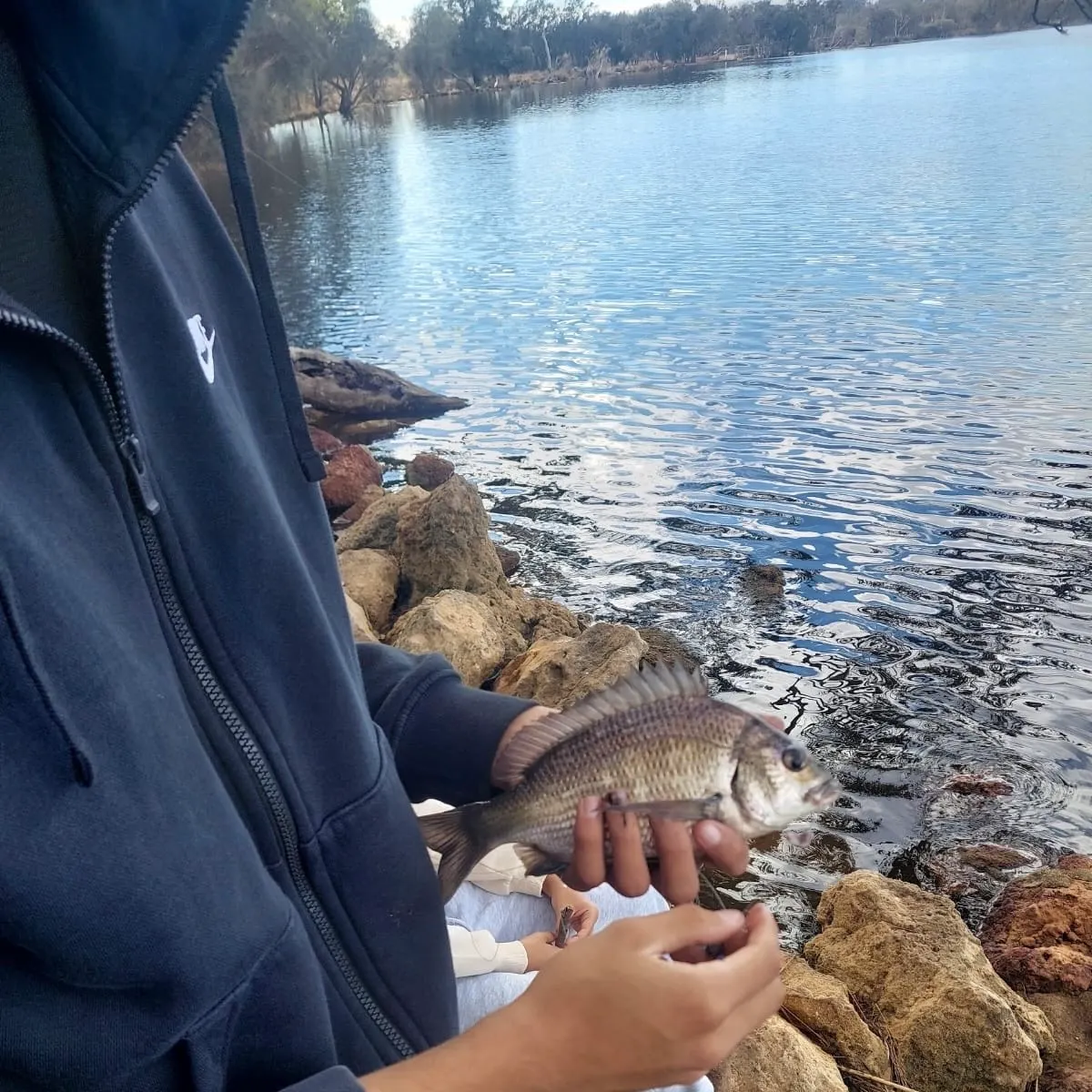 The most recent Southern black bream catches on Fishbrain