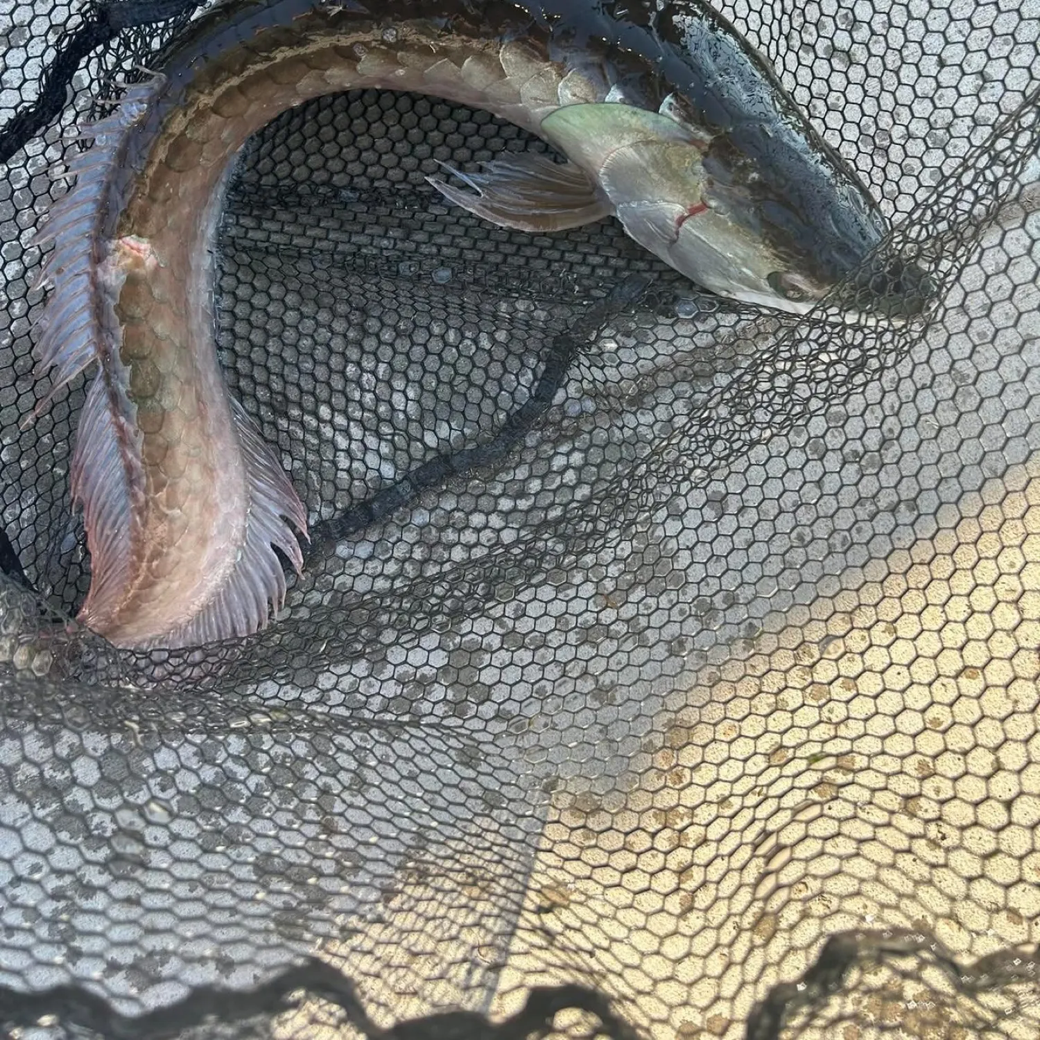The most recent Silver arowana catches on Fishbrain