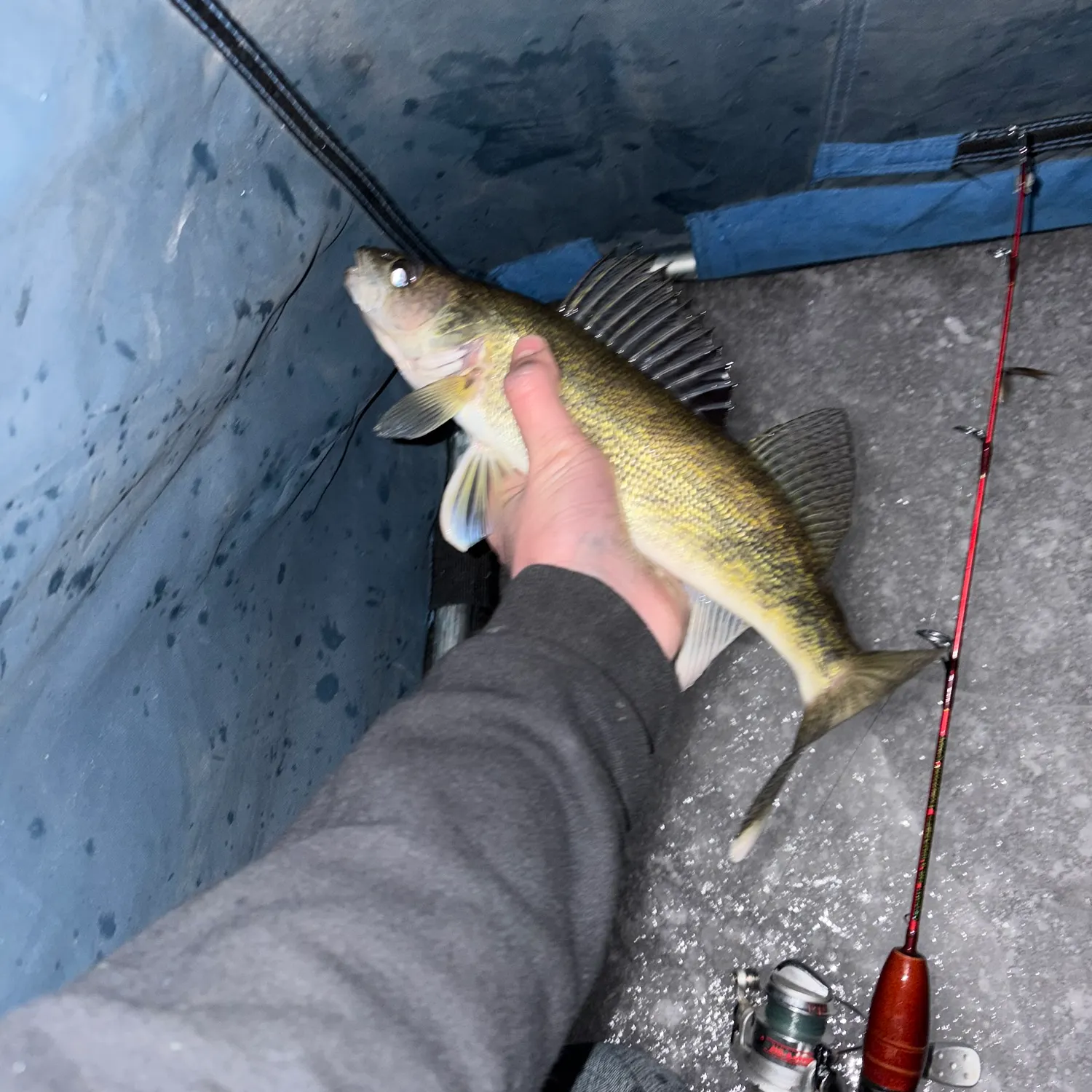 The most recent Walleye catches on Fishbrain