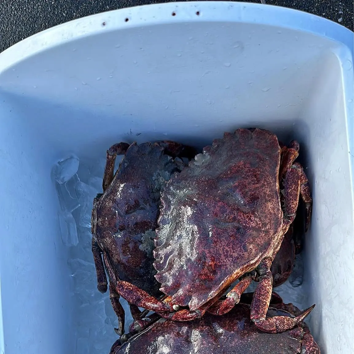 Red rock crab caught on Fishbrain