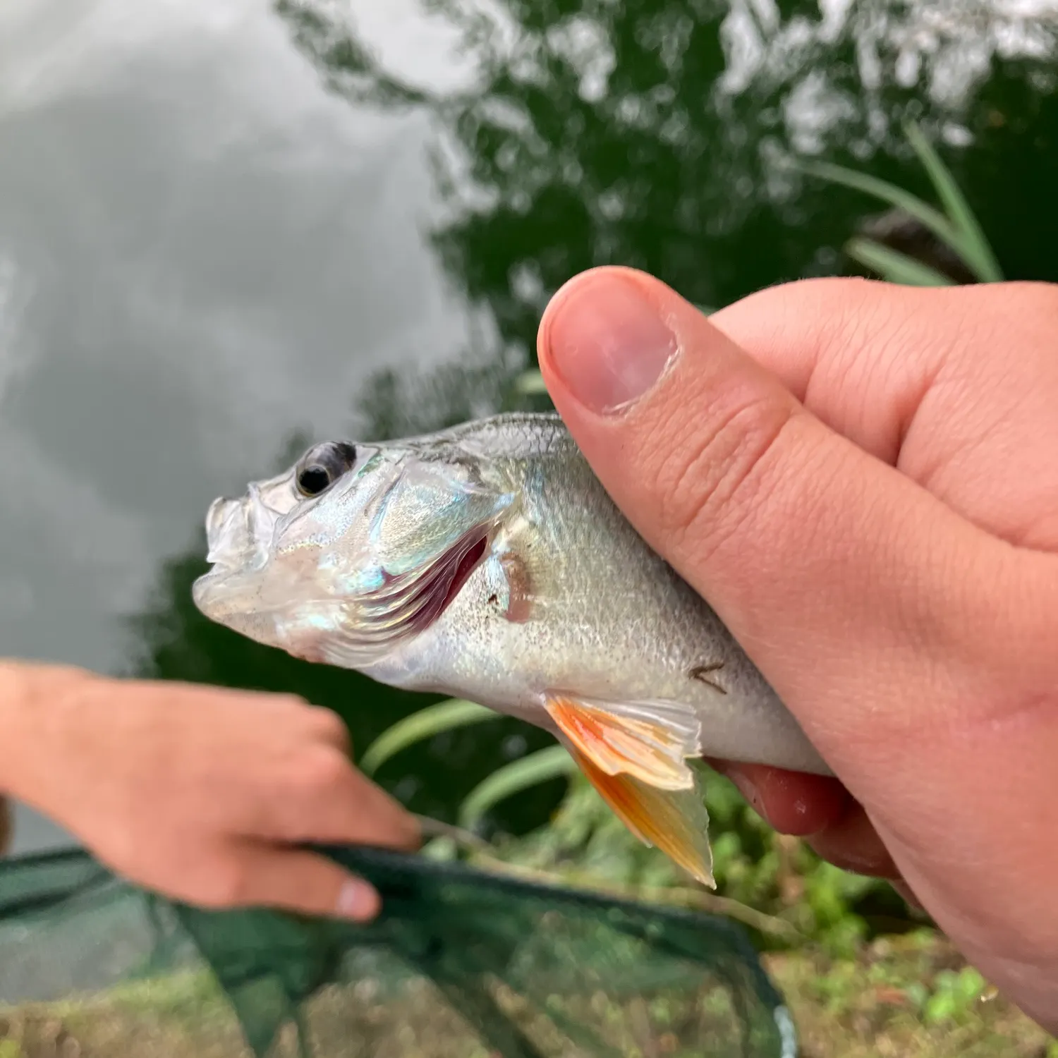European perch caught on Fishbrain