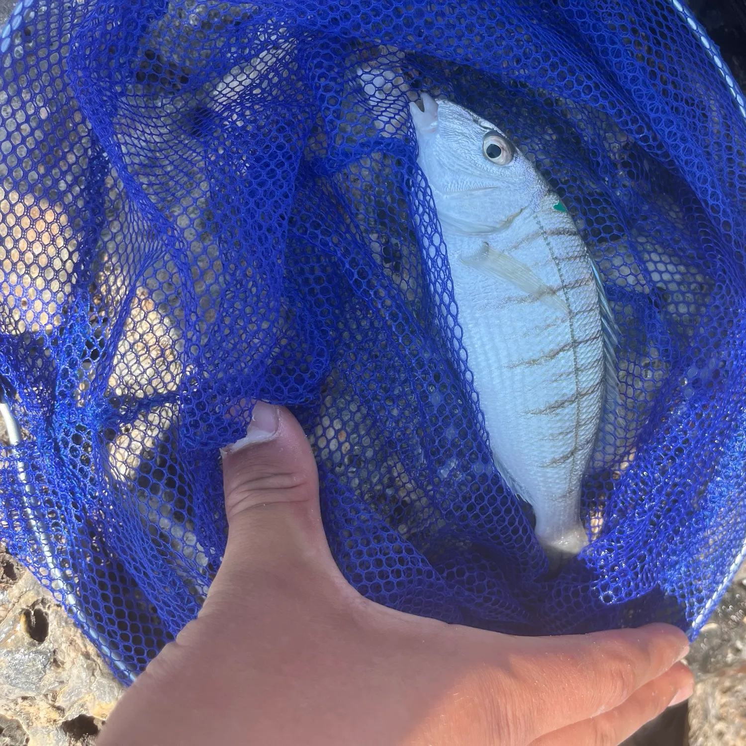 The most recent Striped seabream catches on Fishbrain