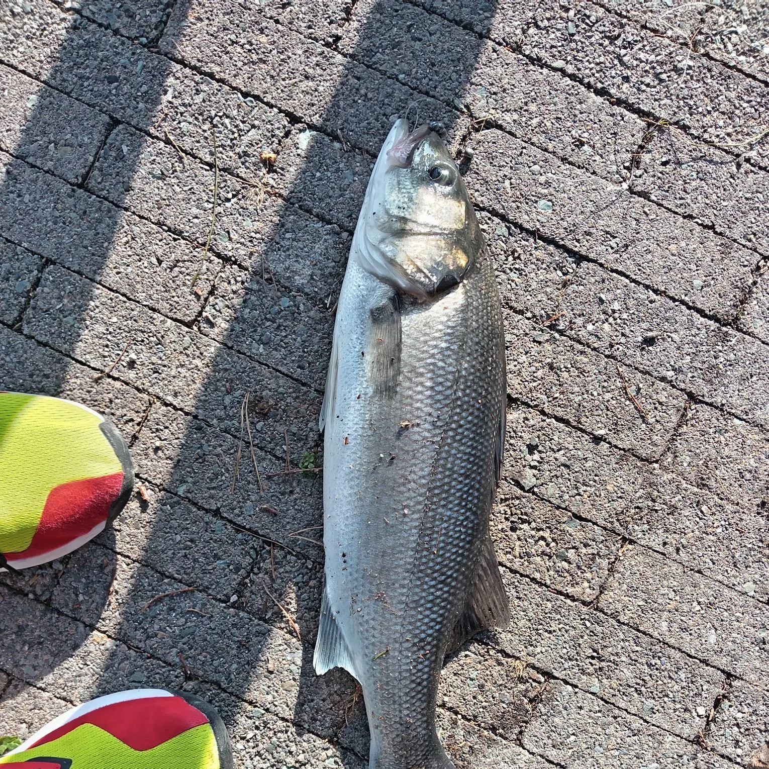 The most recent European seabass catches on Fishbrain