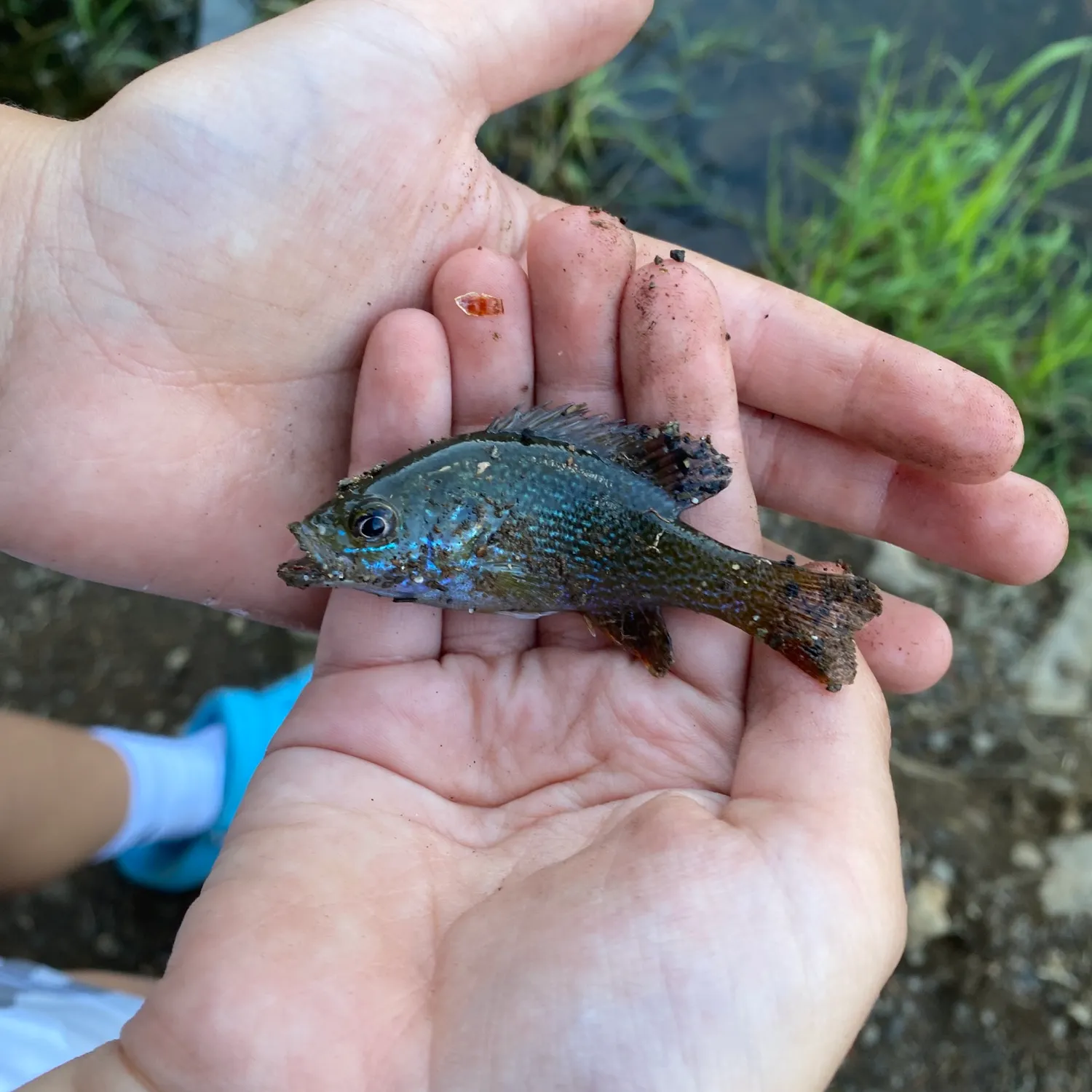 Green sunfish caught on Fishbrain